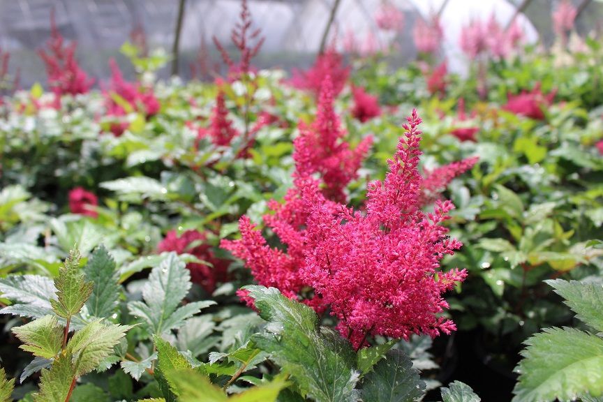 Montgomery False Spirea