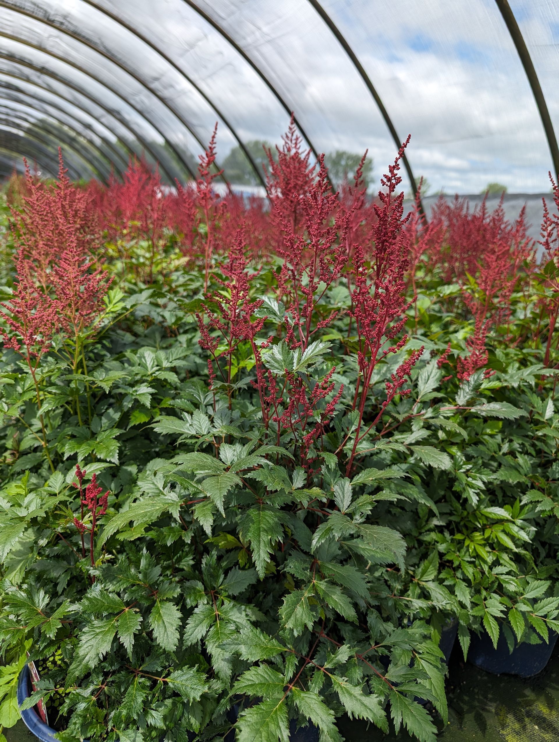 Montgomery False Spirea