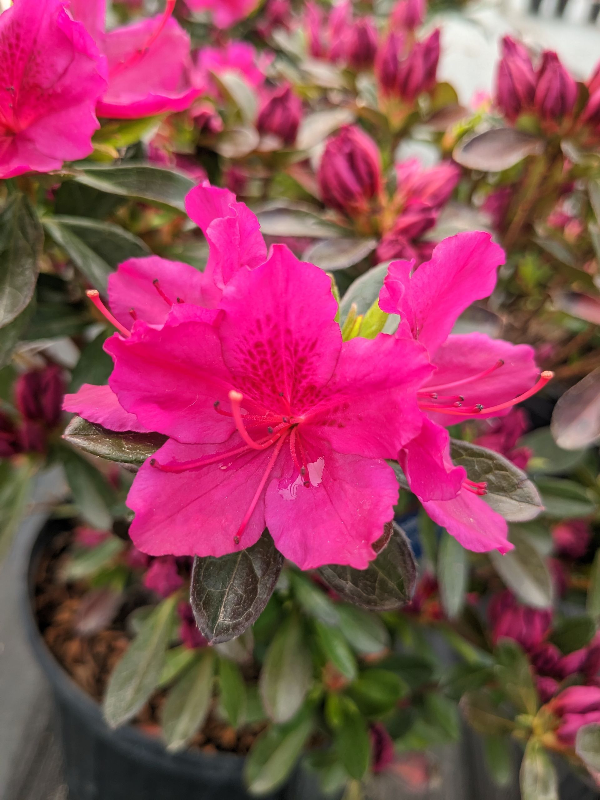 Fuchsia Azalea