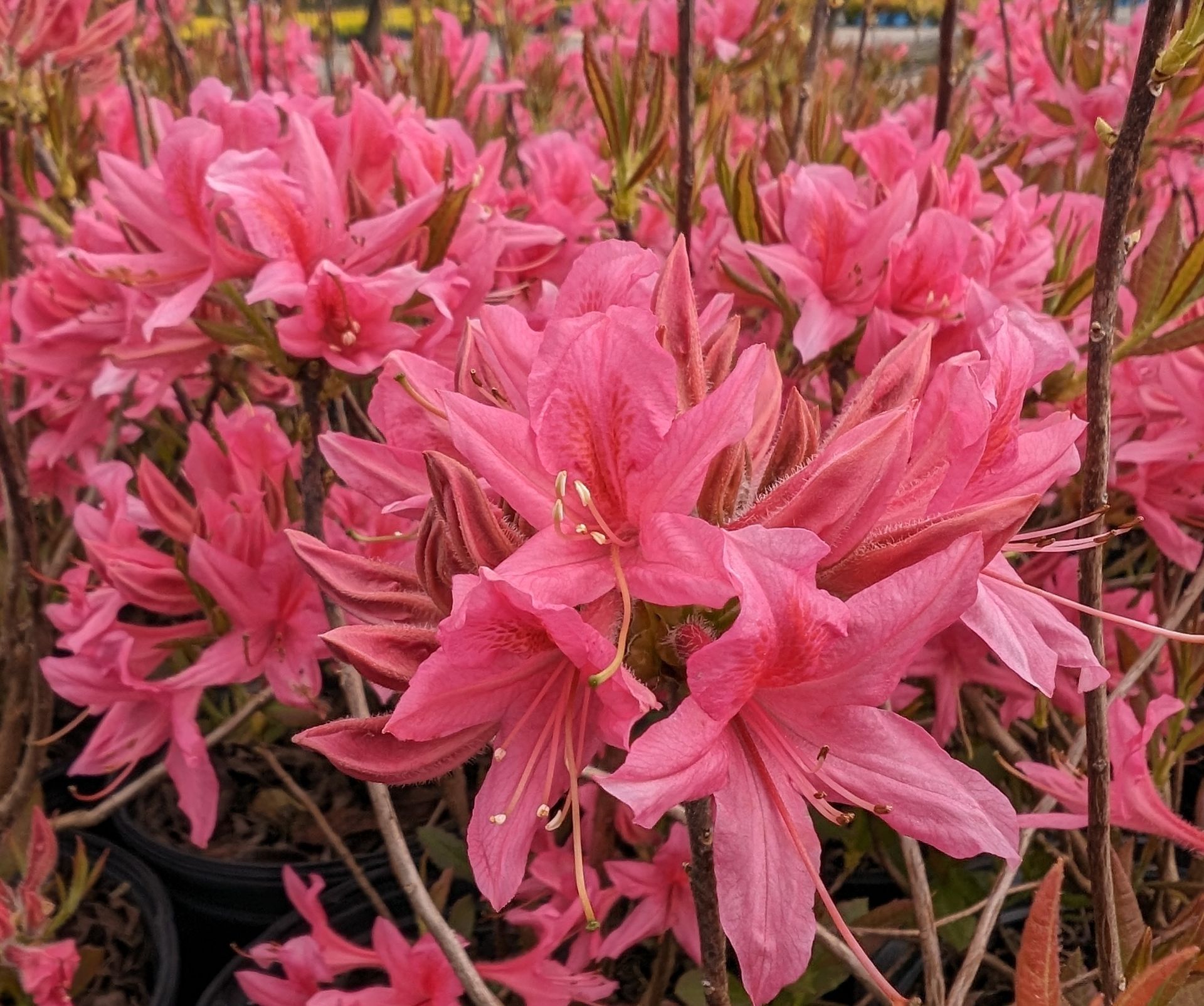 Rosy Lights Azalea