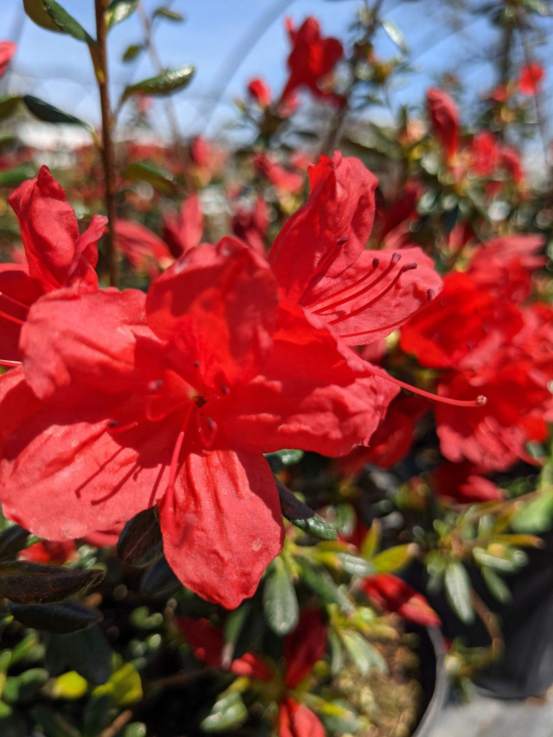 Stewartstonian Azalea
