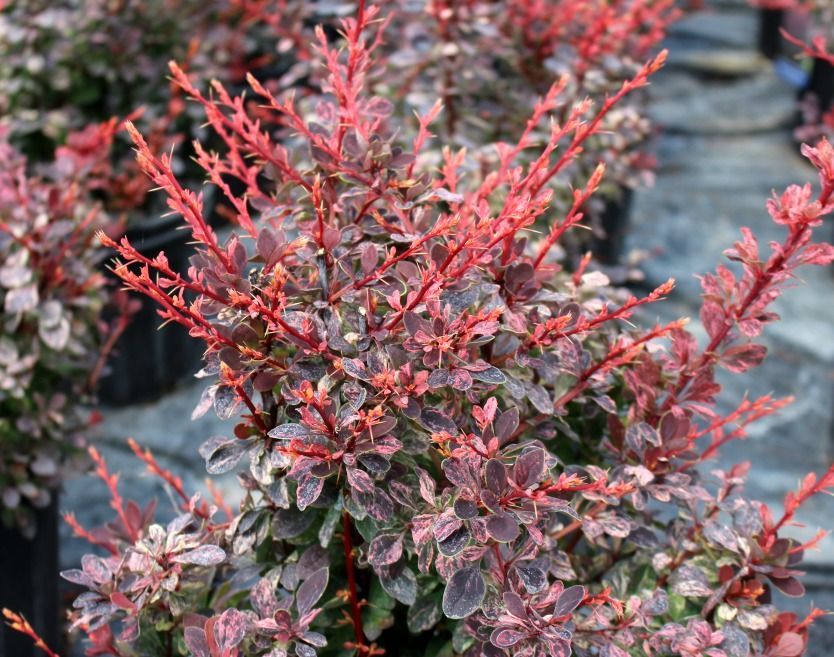 Rose Glow Barberry