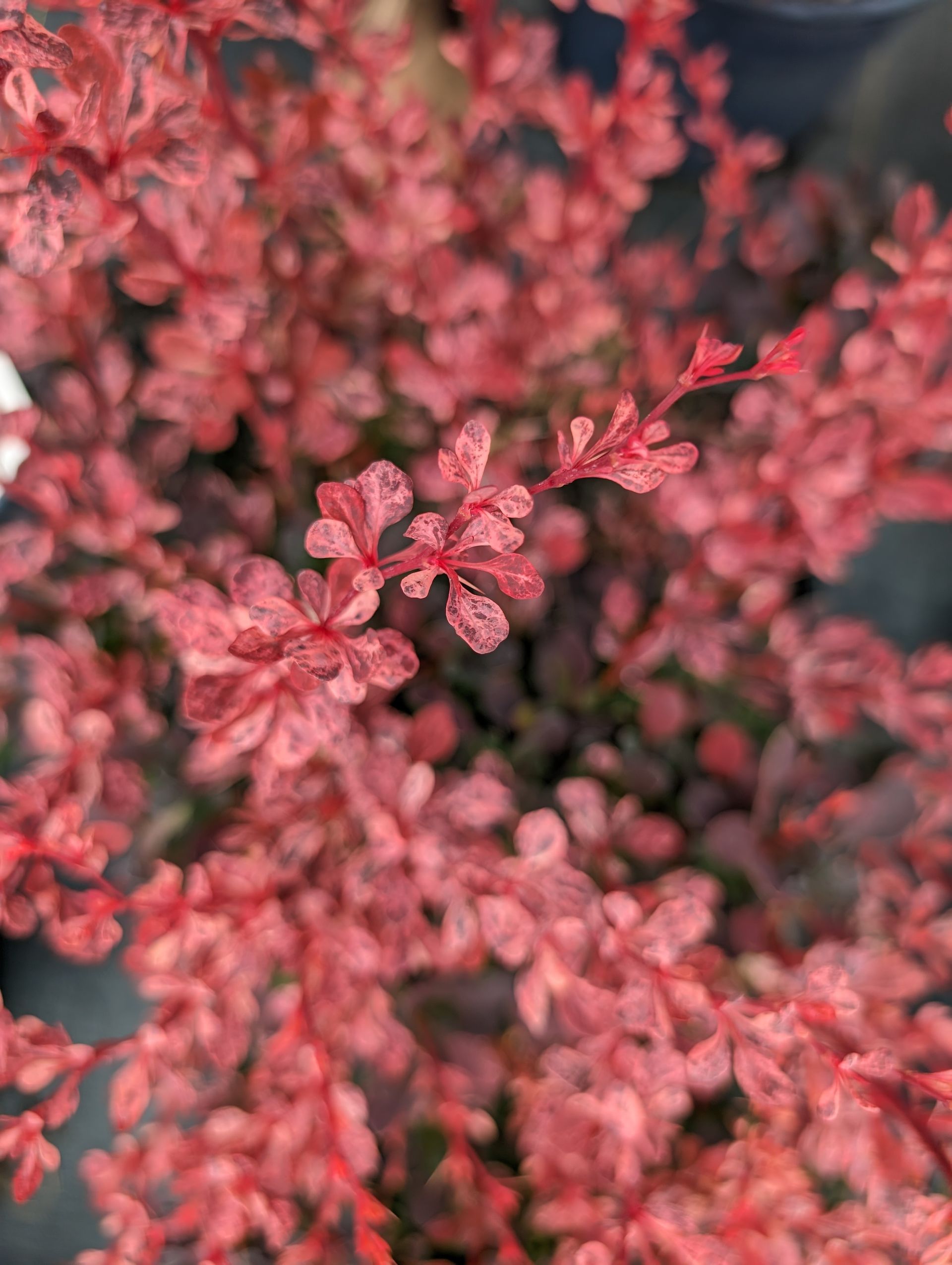 Rose Glow Barberry