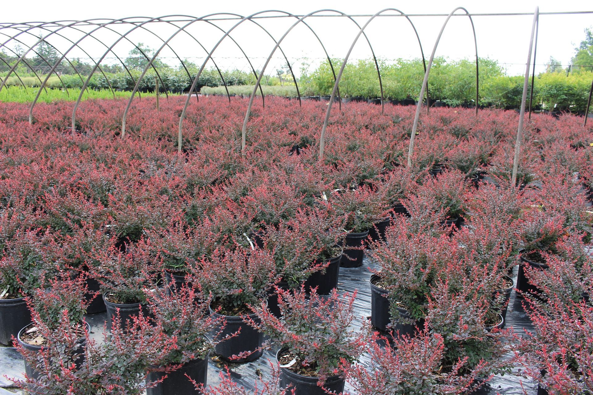 Royal Burgundy® Barberry