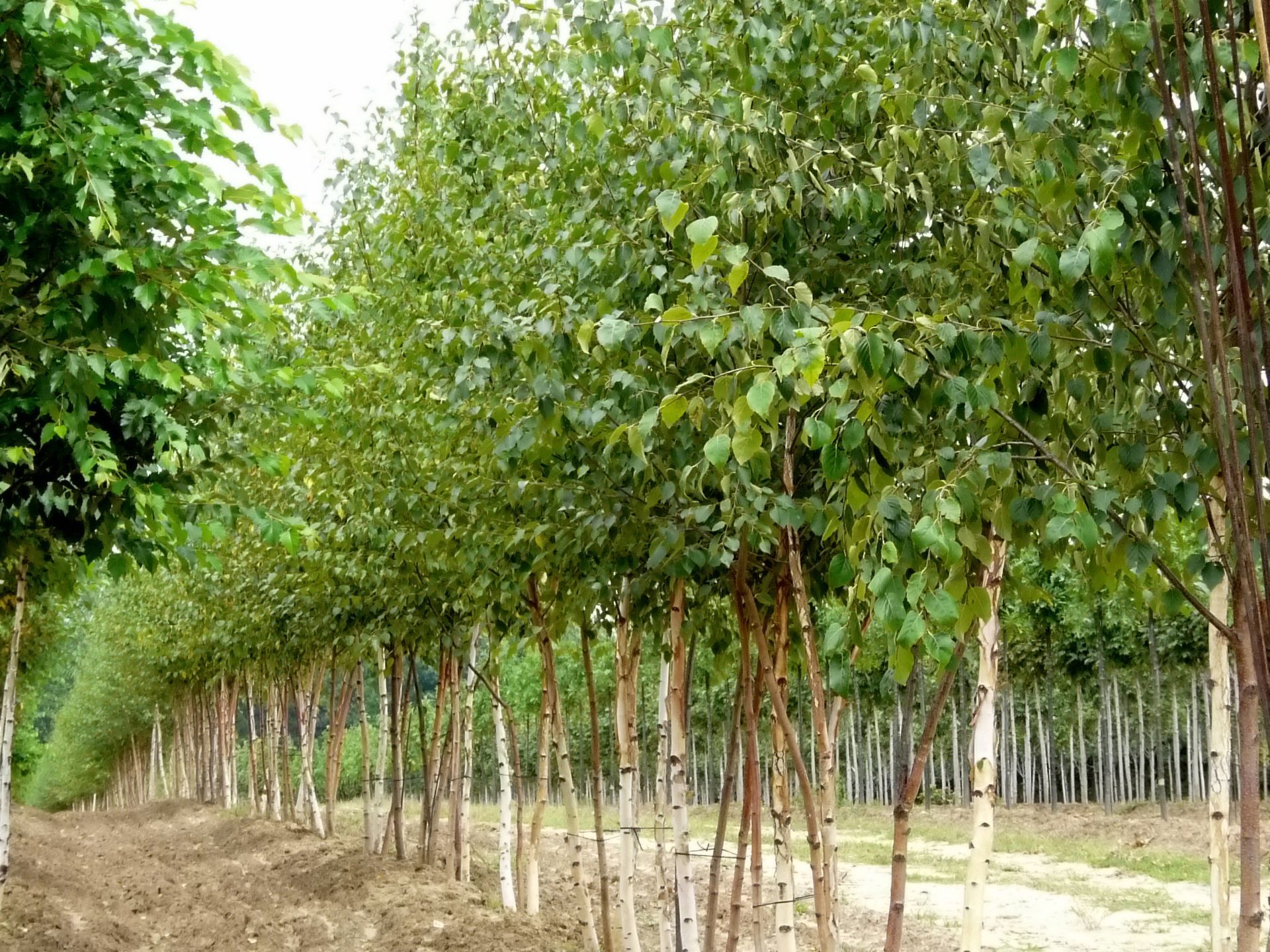 Canoe or Paper Birch