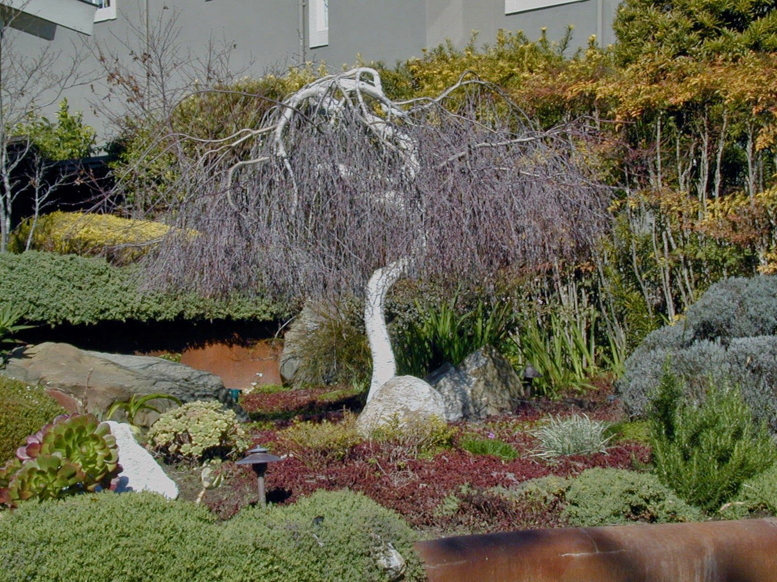 Young's Weeping Birch