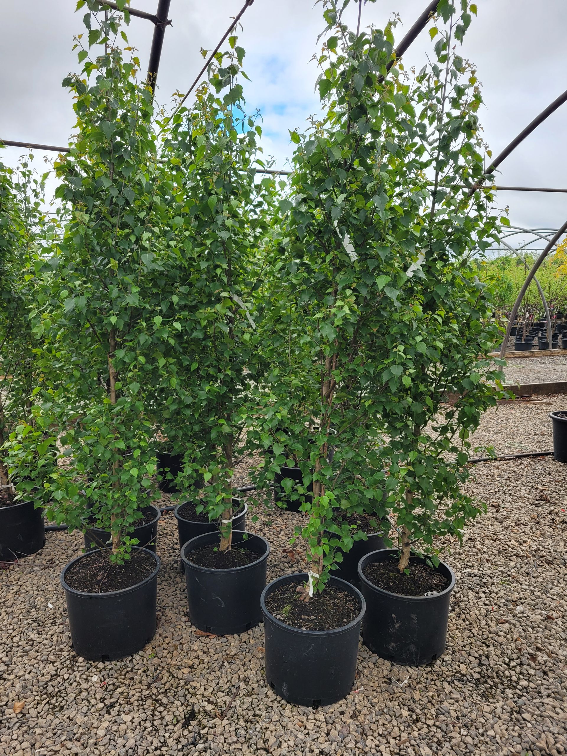 Dakota Pinnacle® Birch