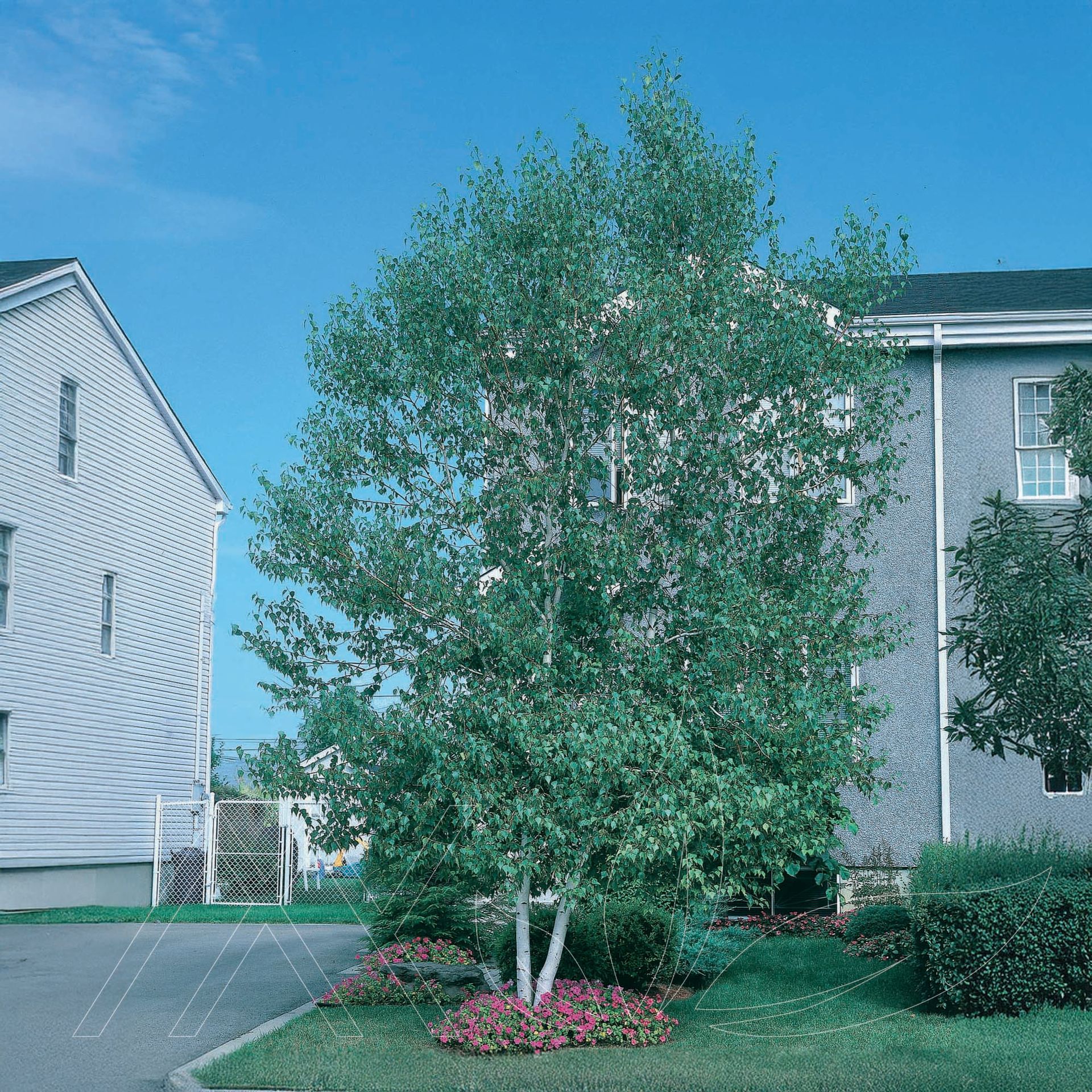 Canoe or Paper Birch