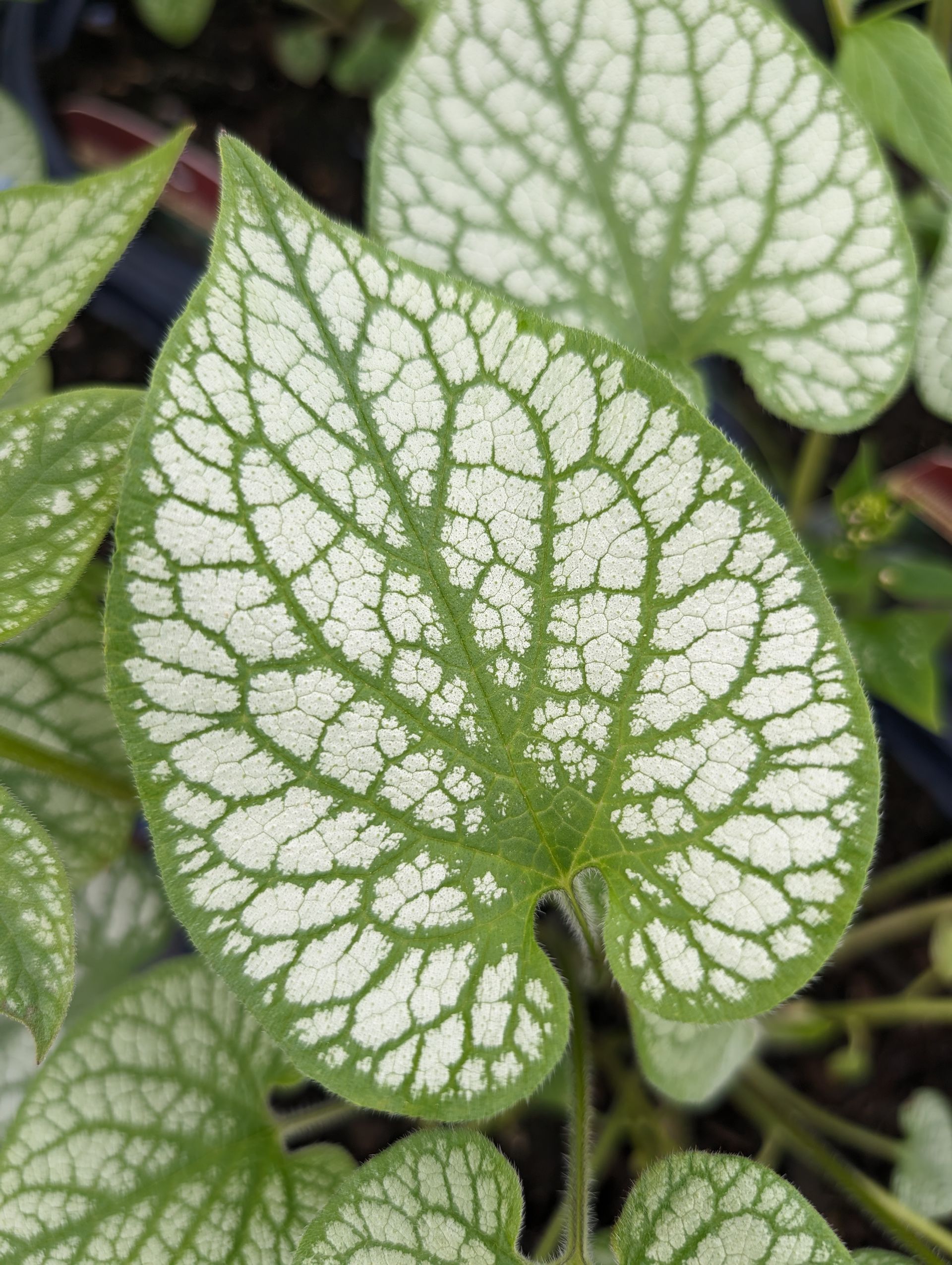 Jack Frost Siberian Bugloss