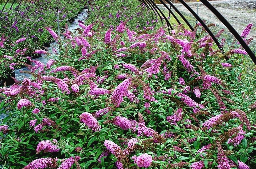 Pink Delight Butterfly Bush