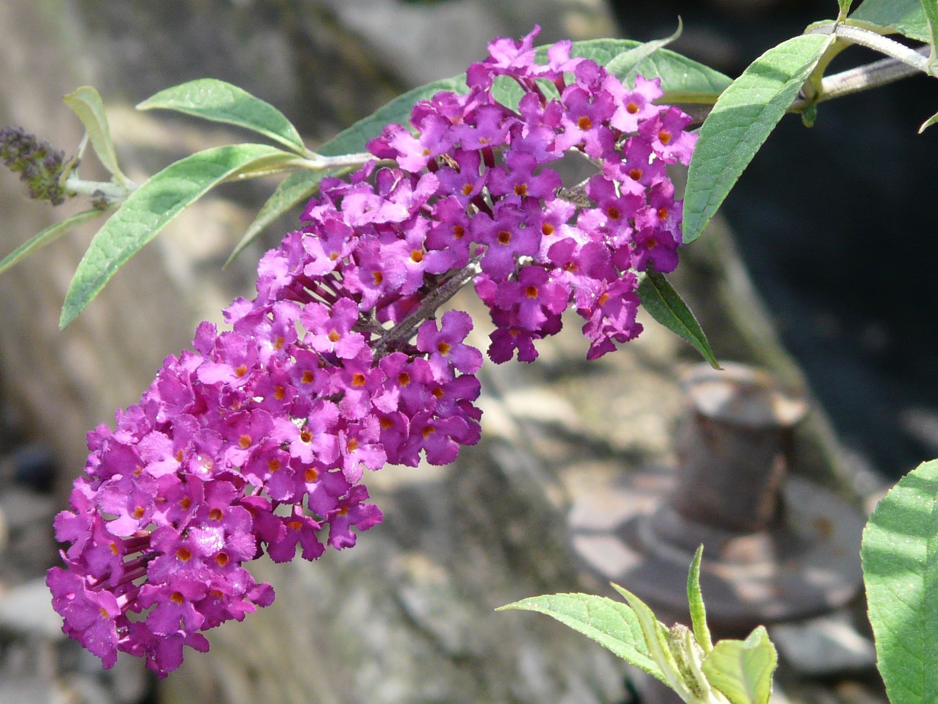 Royal Red Butterfly Bush