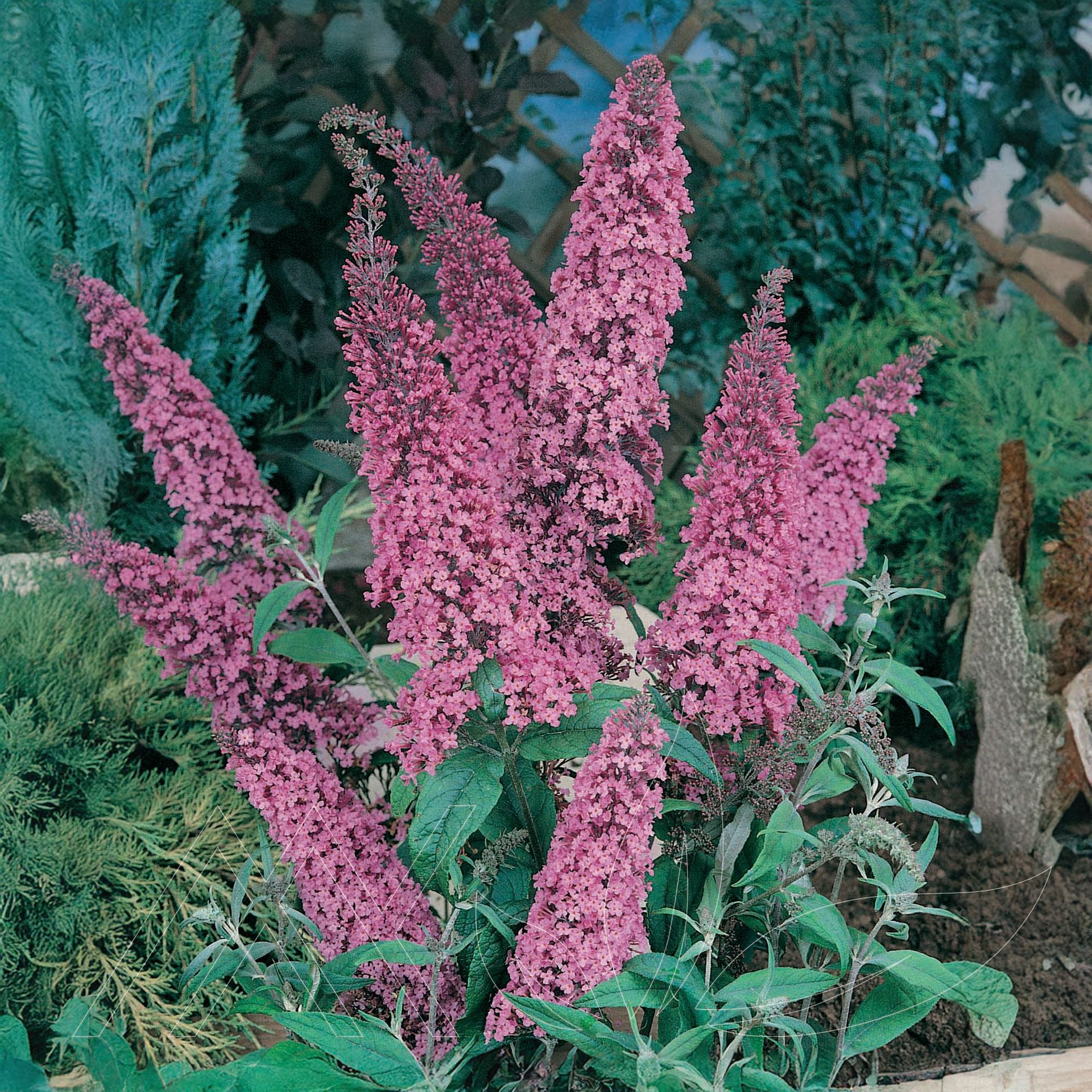 Pink Delight Butterfly Bush