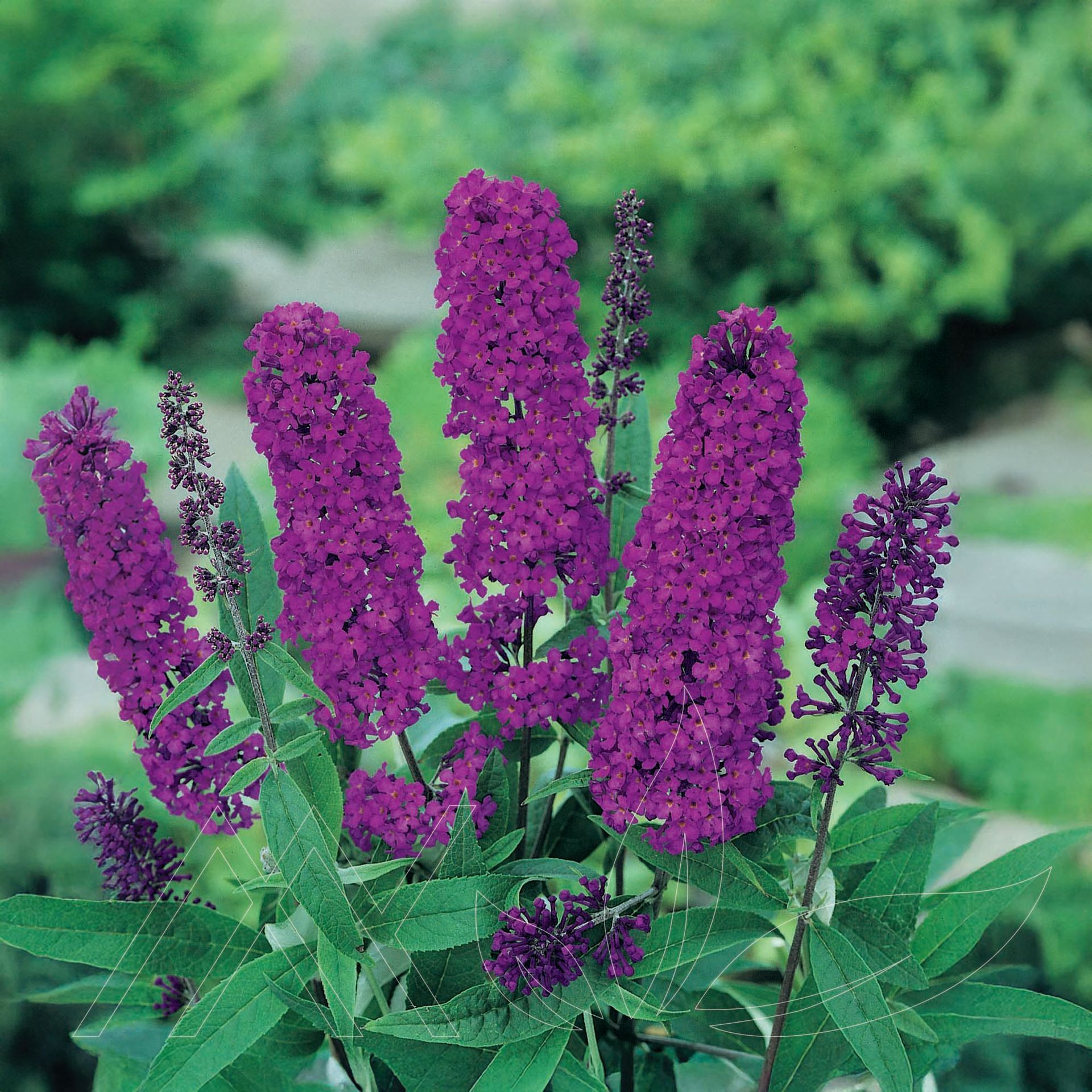Royal Red Butterfly Bush