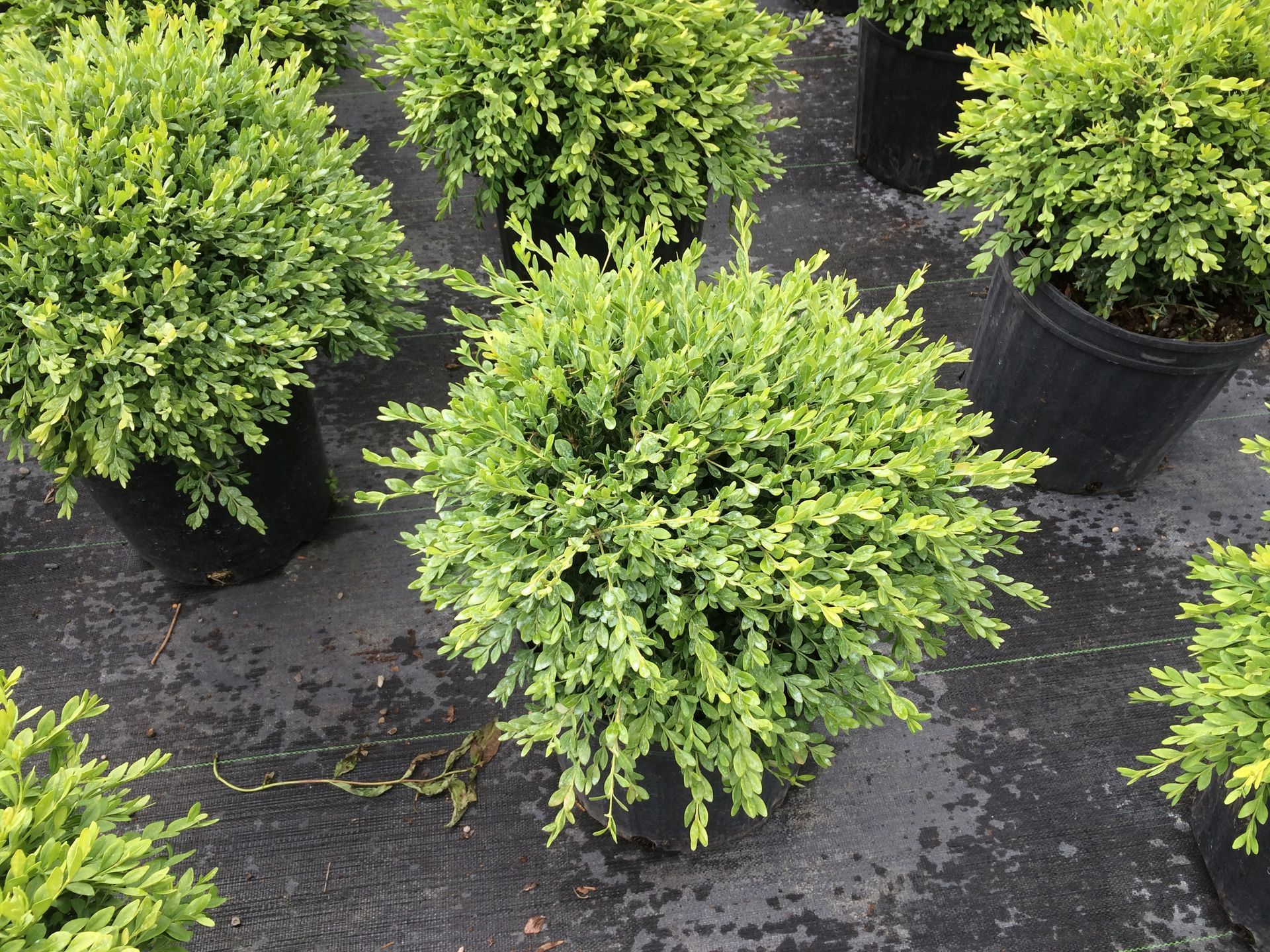 Green Gem Boxwood