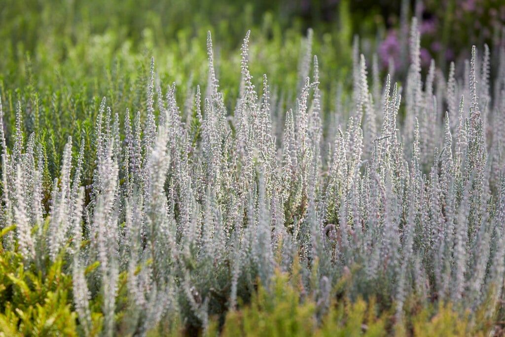 Silver Knight Scotch Heather