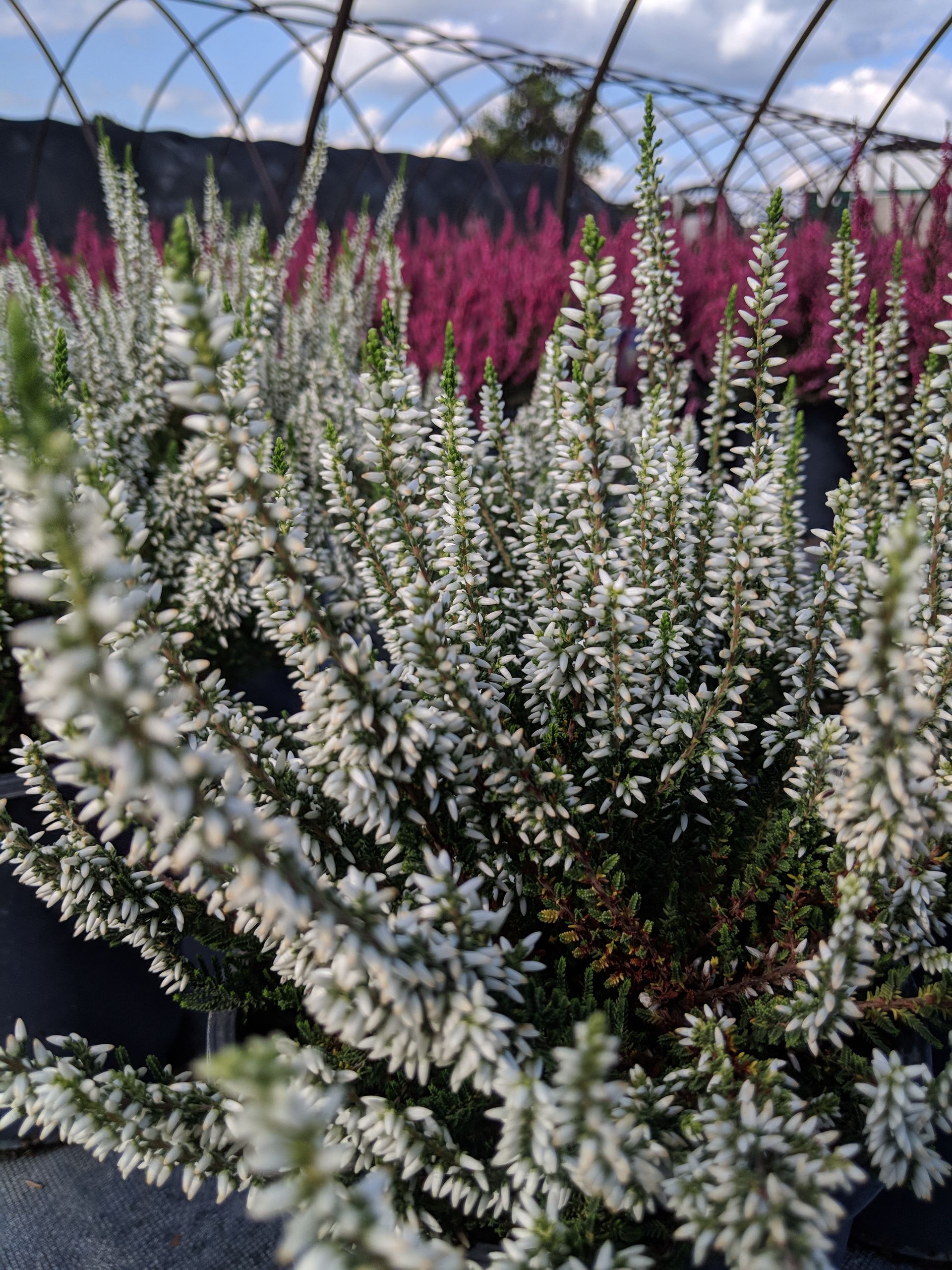 Alicia Scotch Heather