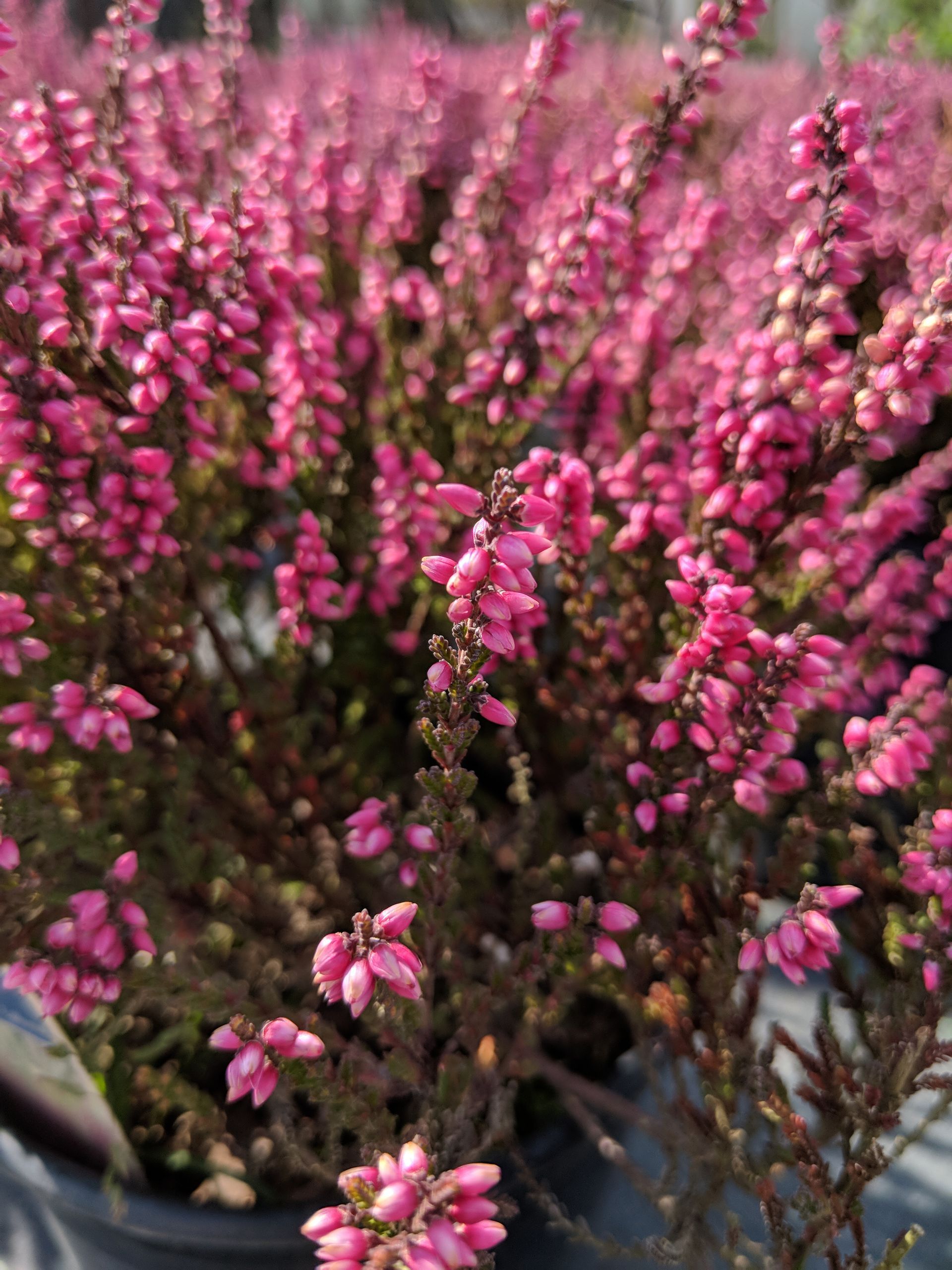 Athene Scotch Heather