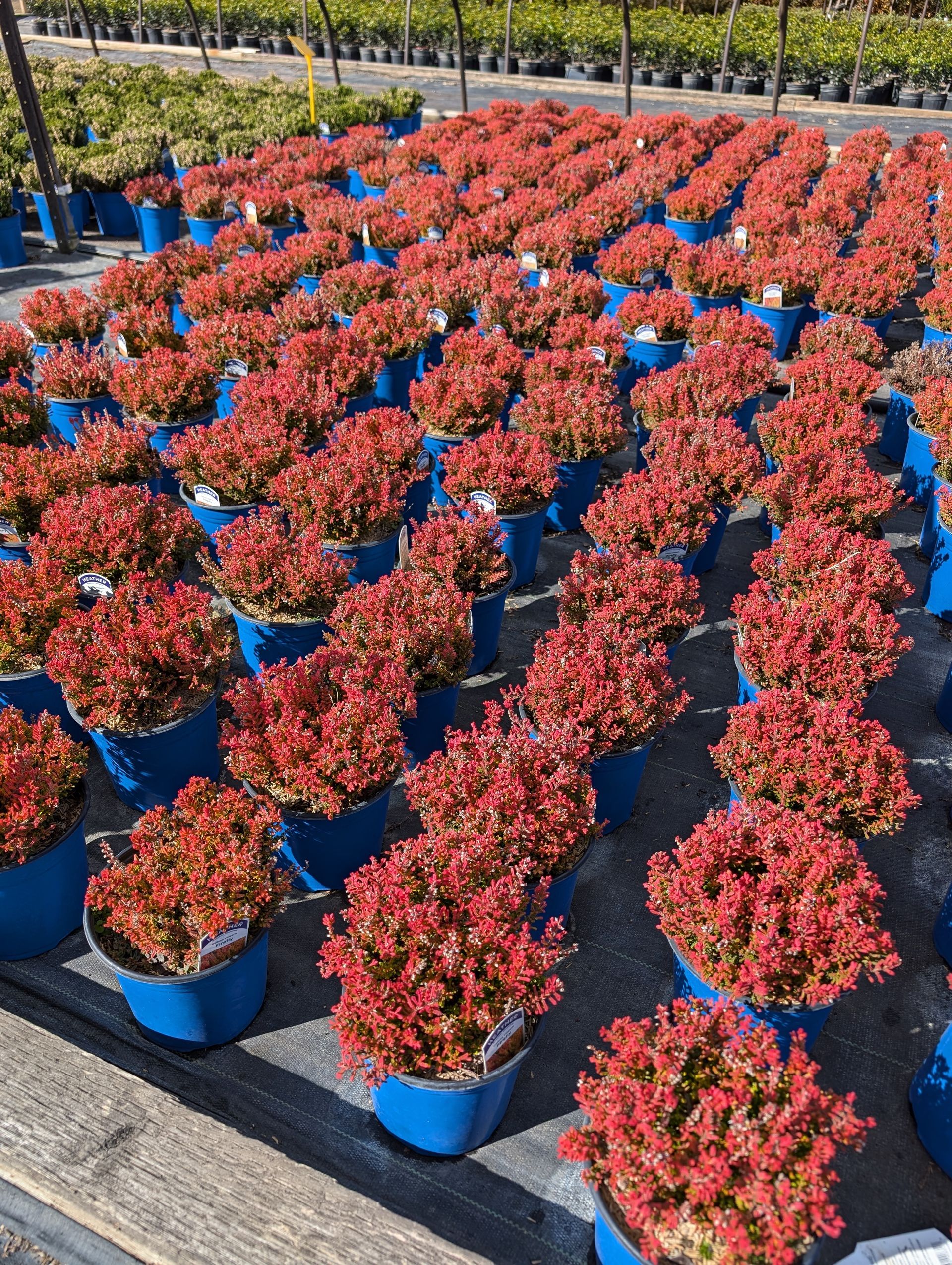 Firefly Scotch Heather