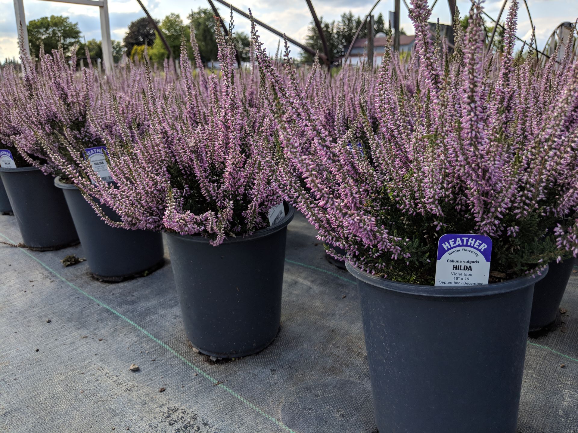 Hilda Scotch Heather