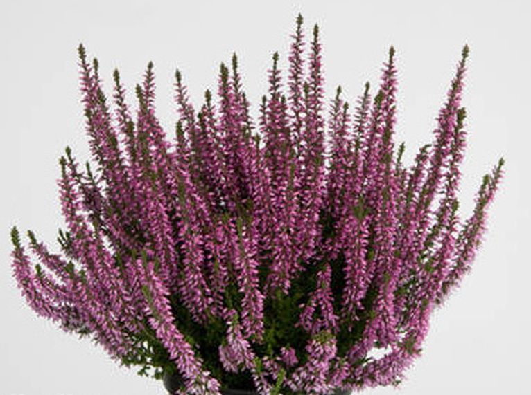 Agnes Scotch Heather