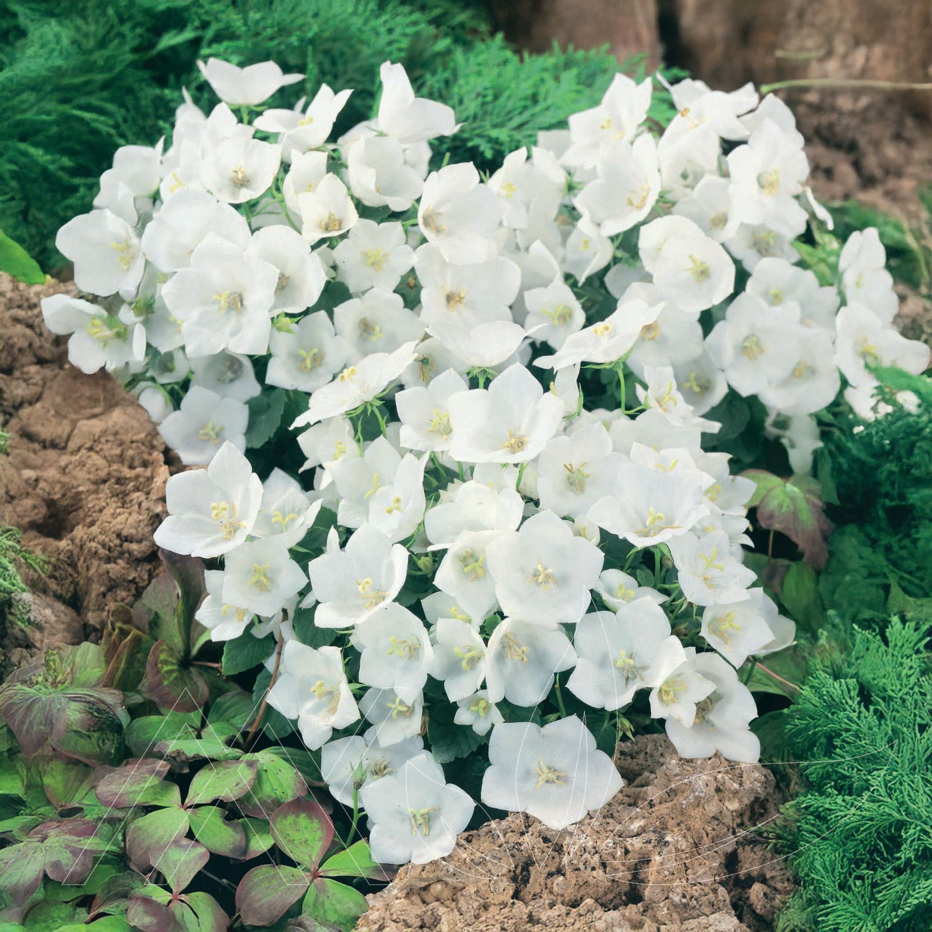 Rapido White Bellflower