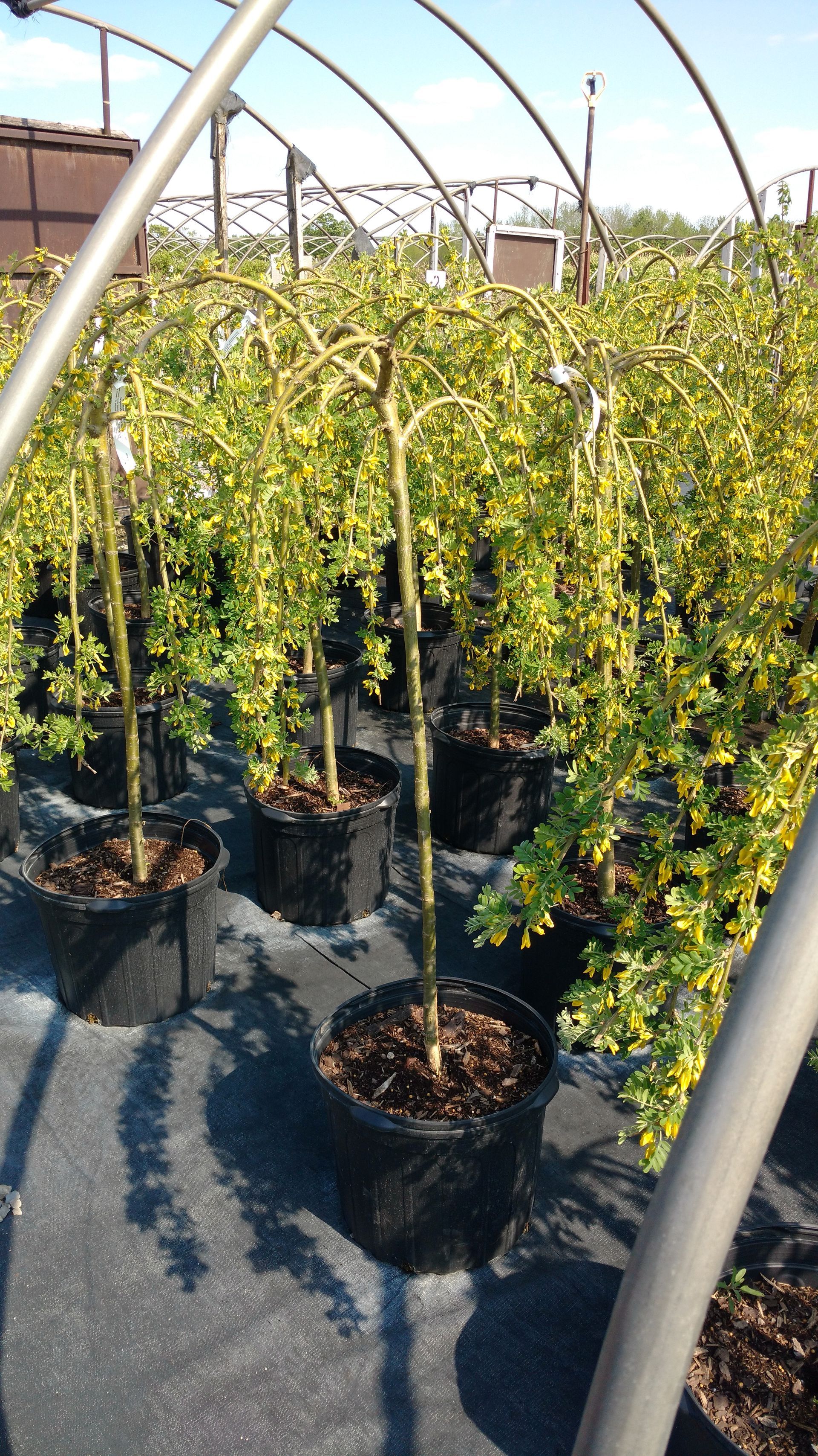 Weeping Siberian Peashrub