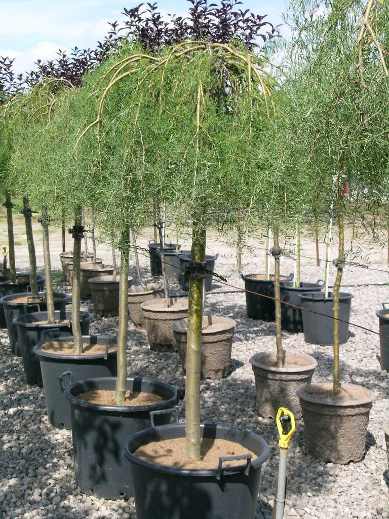 Weeping Walker Peashrub