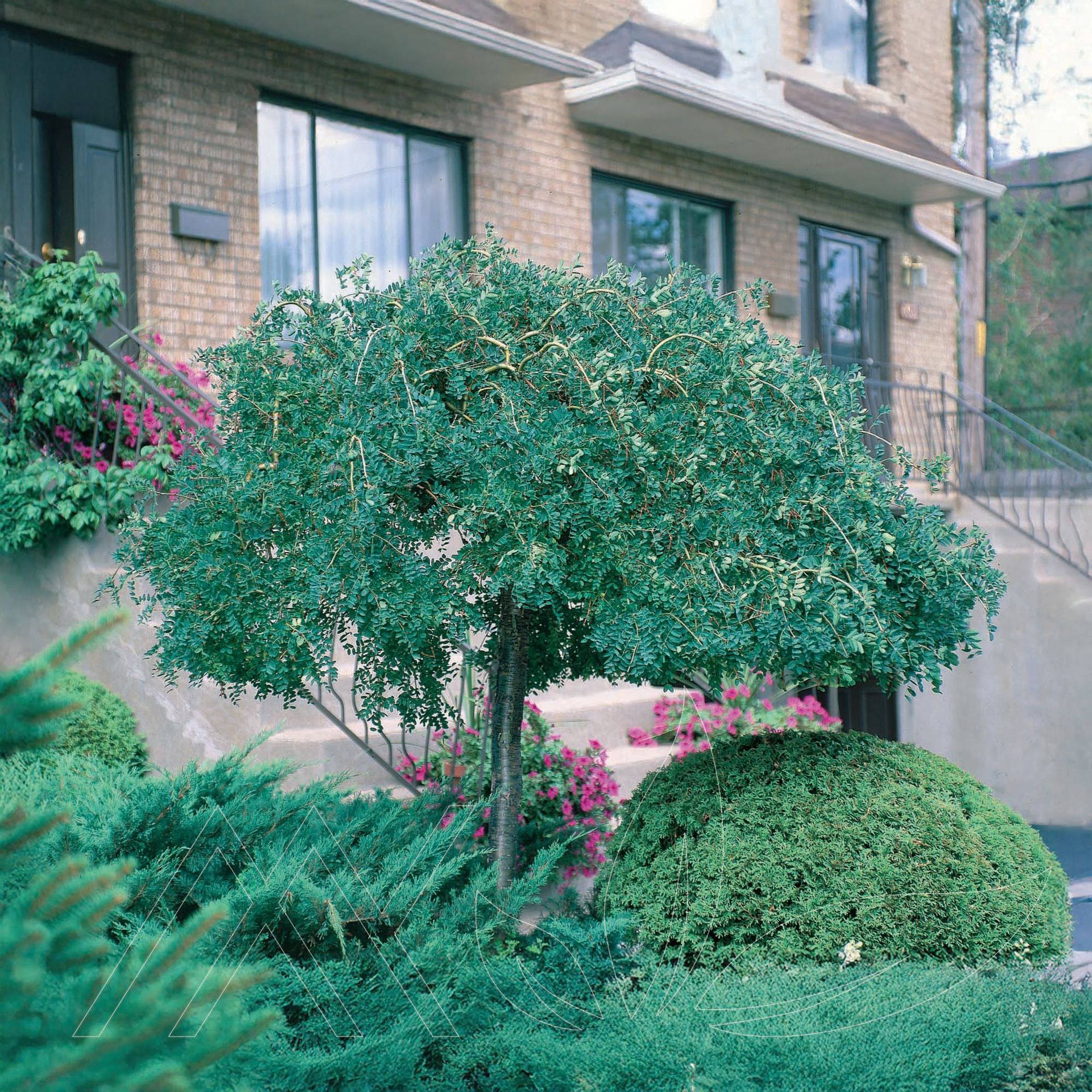 Weeping Siberian Peashrub