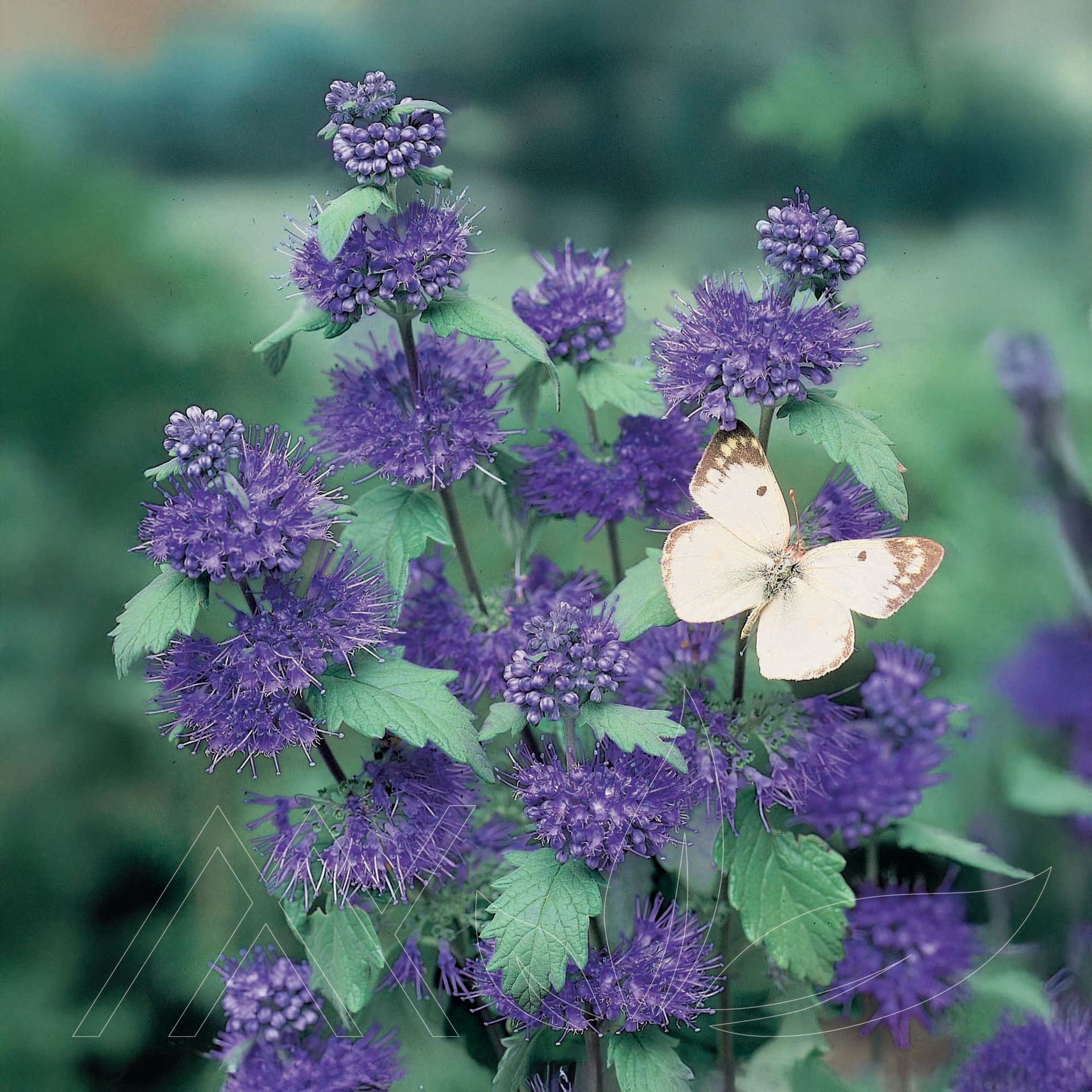 Dark Knight Bluebeard