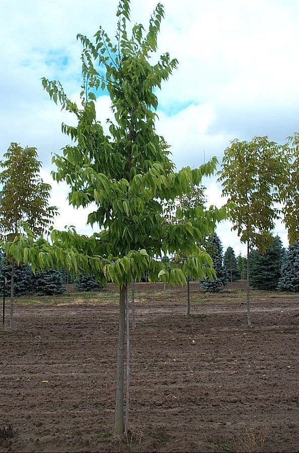 Common Hackberry