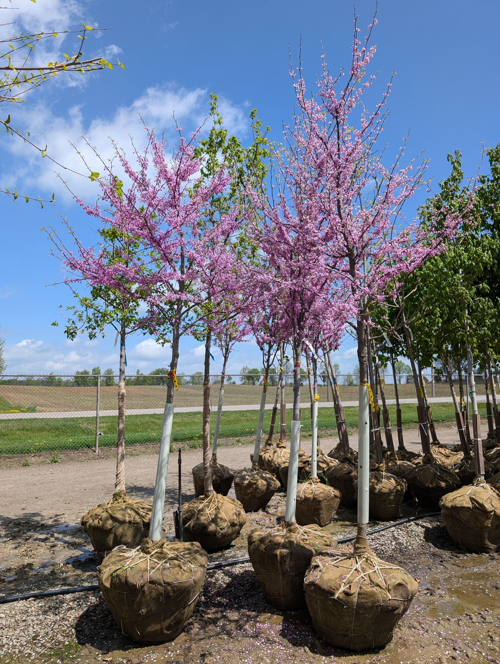 Eastern Redbud Tree