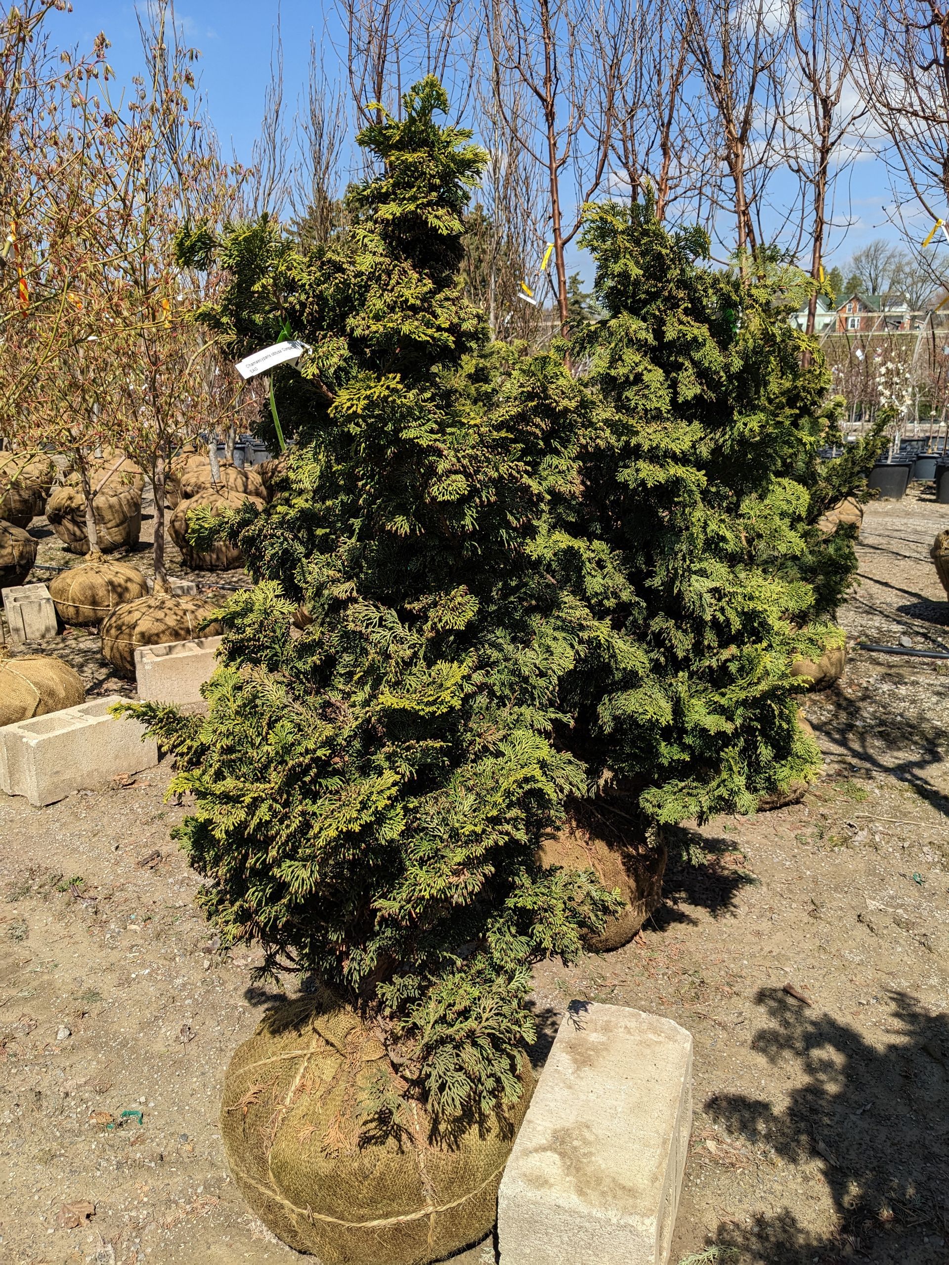 Compact Hinoki False Cypress