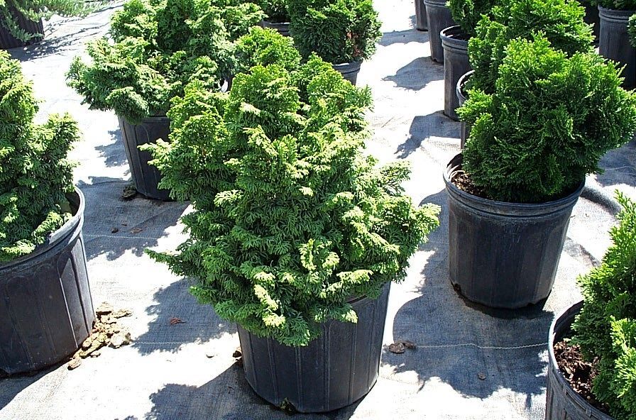 Koster's False Cypress