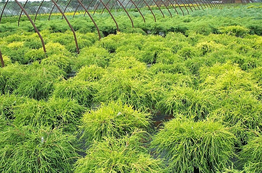 Sunproof Golden Threadleaf False Cypress