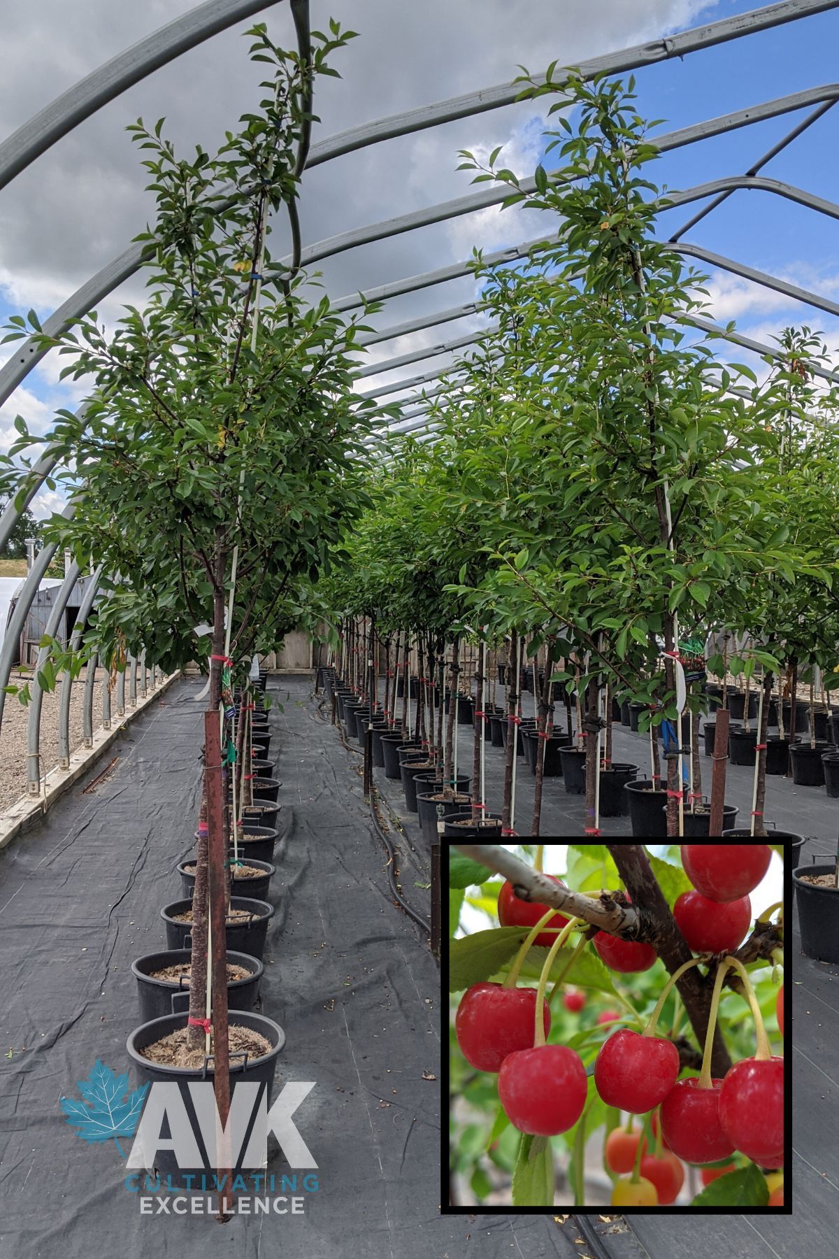 Montmorency Sour Cherry