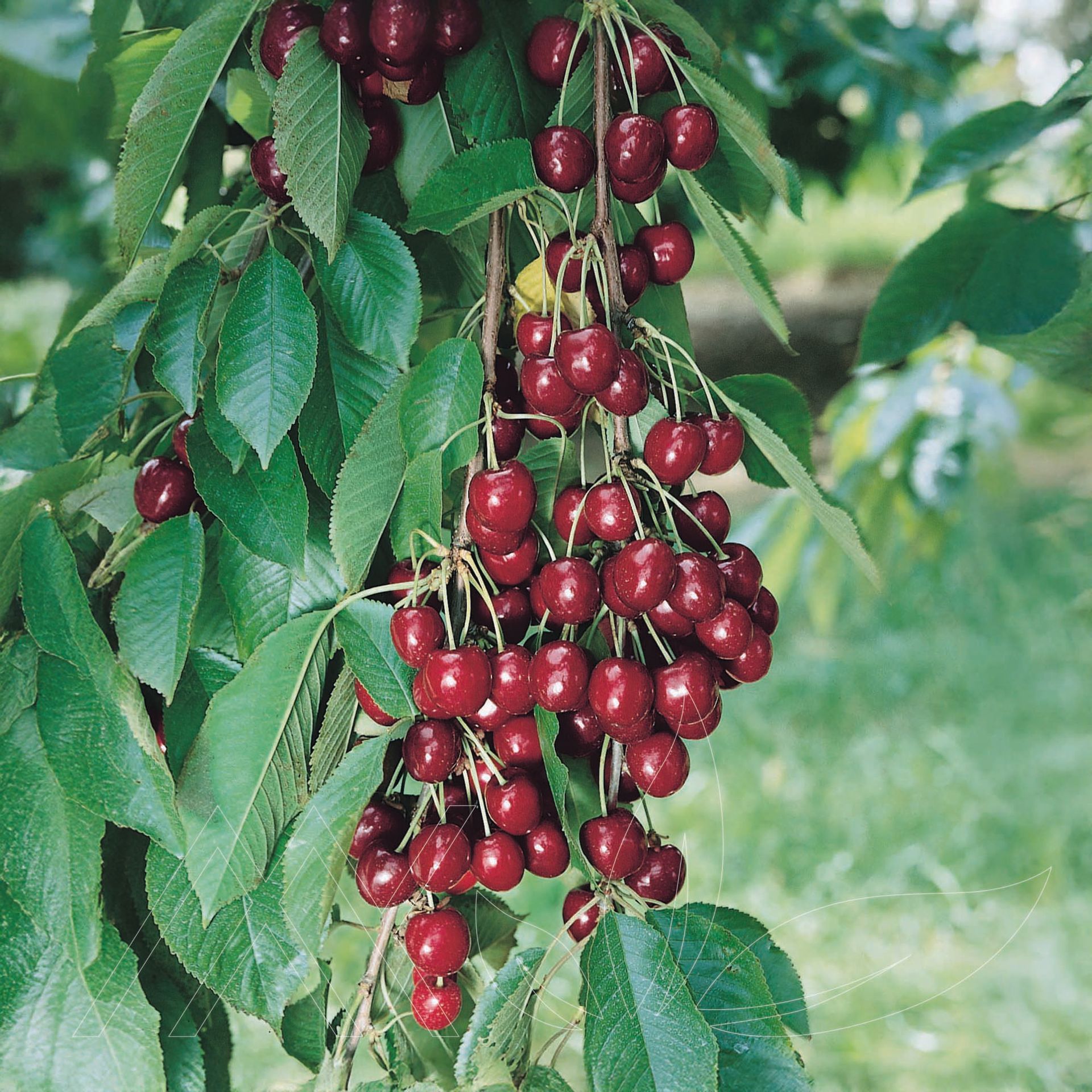 Bing Cherry