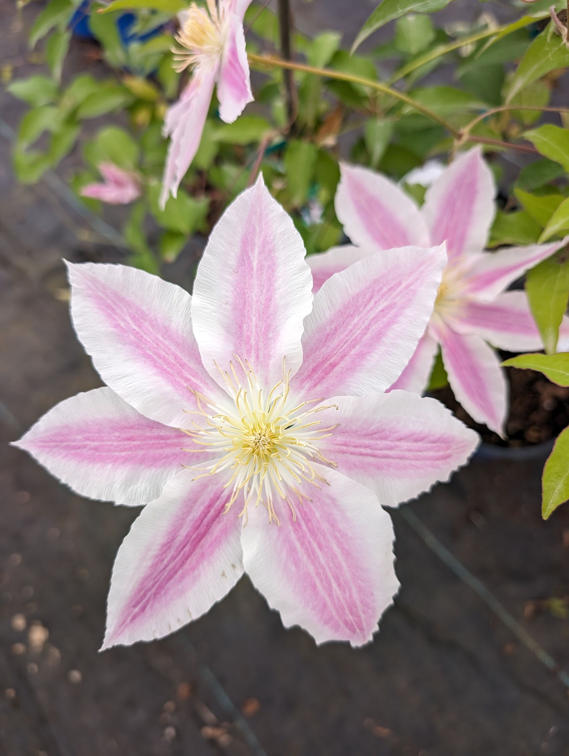 Vancouver™ Cotton Candy Clematis