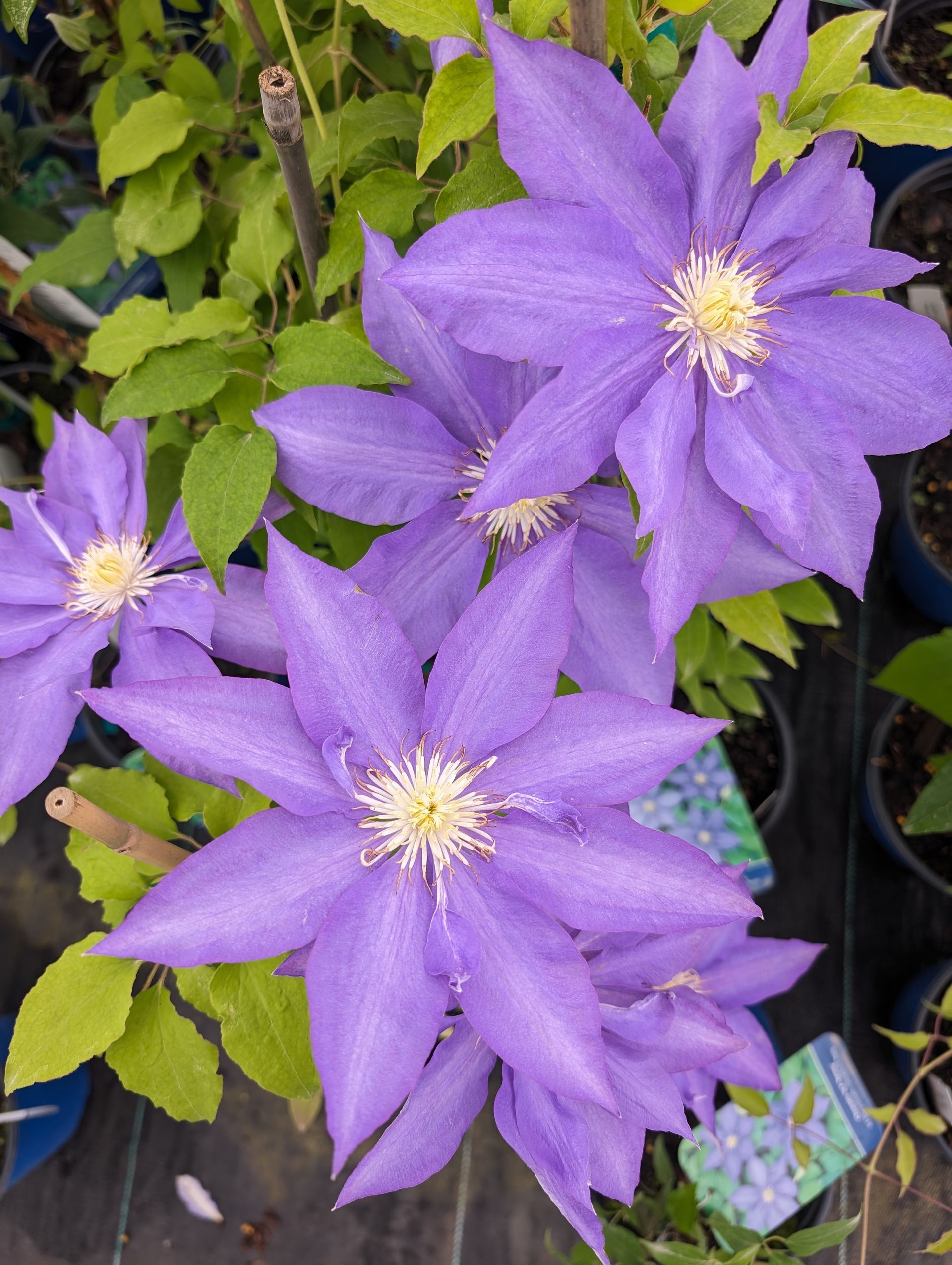 H.F. Young Clematis