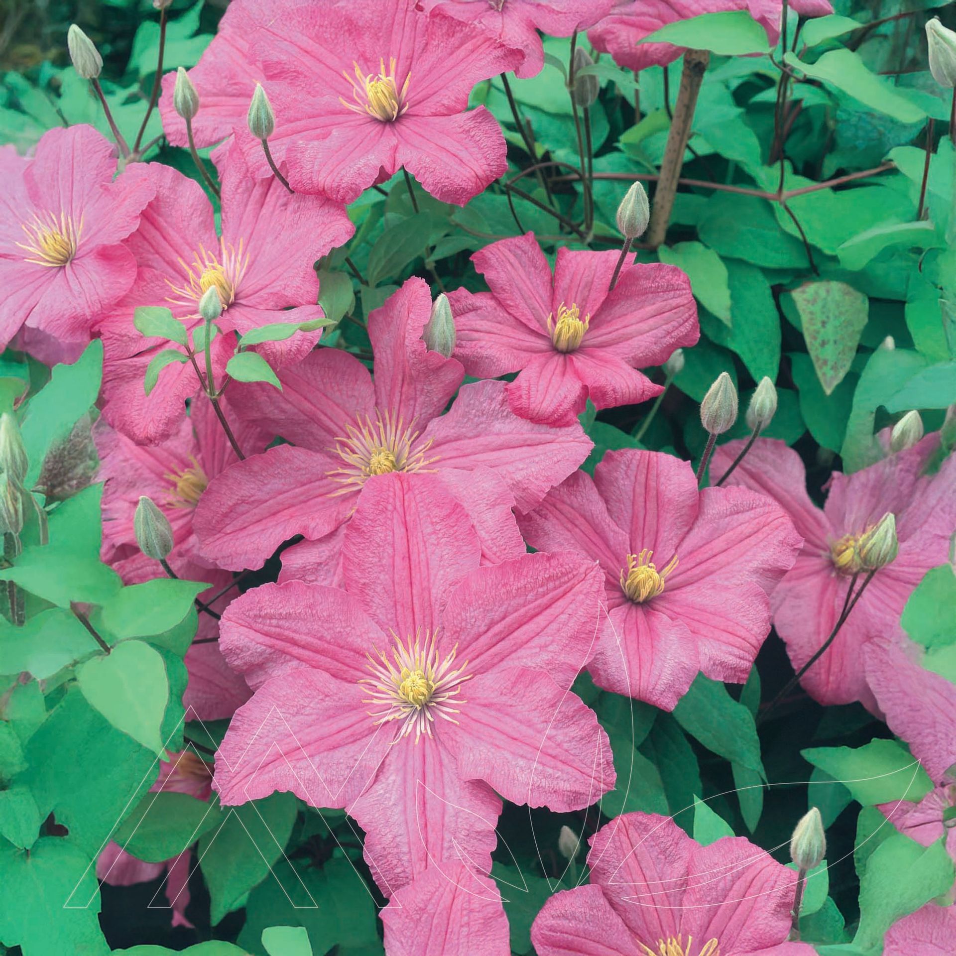 Comtesse De Bouchard Clematis