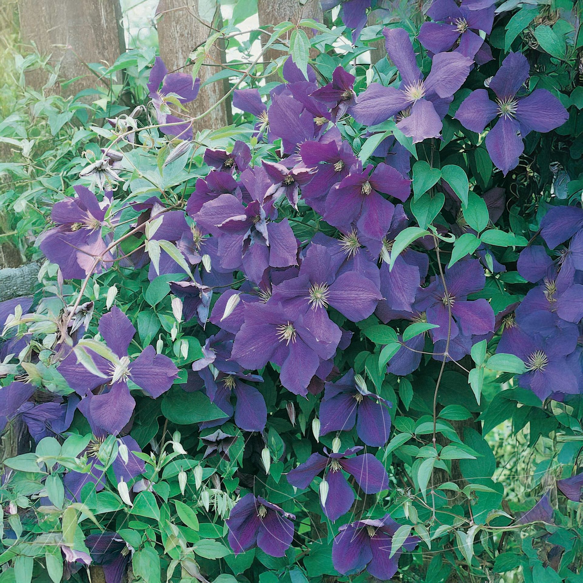 Jackmanii Clematis
