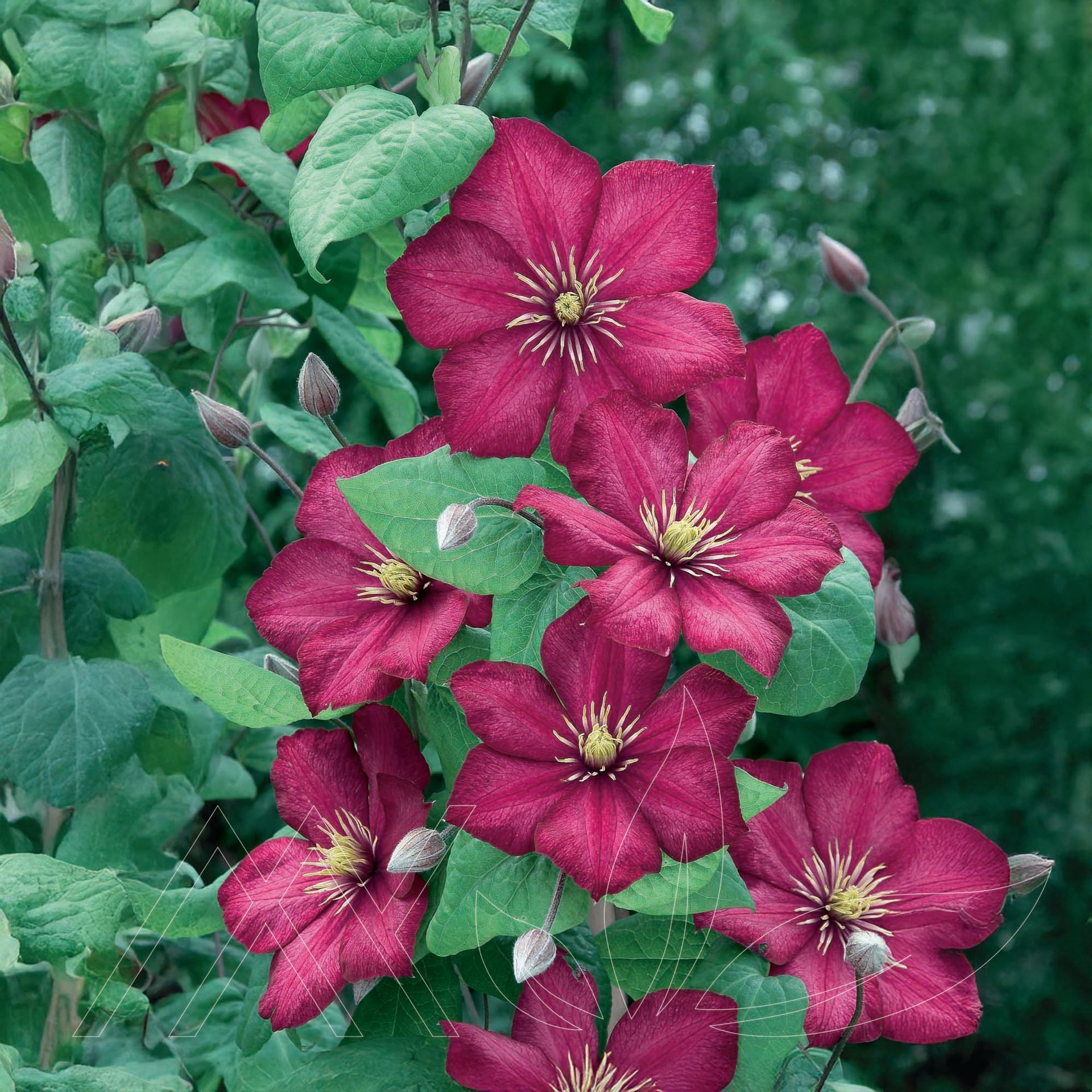 Ville de Lyon Clematis