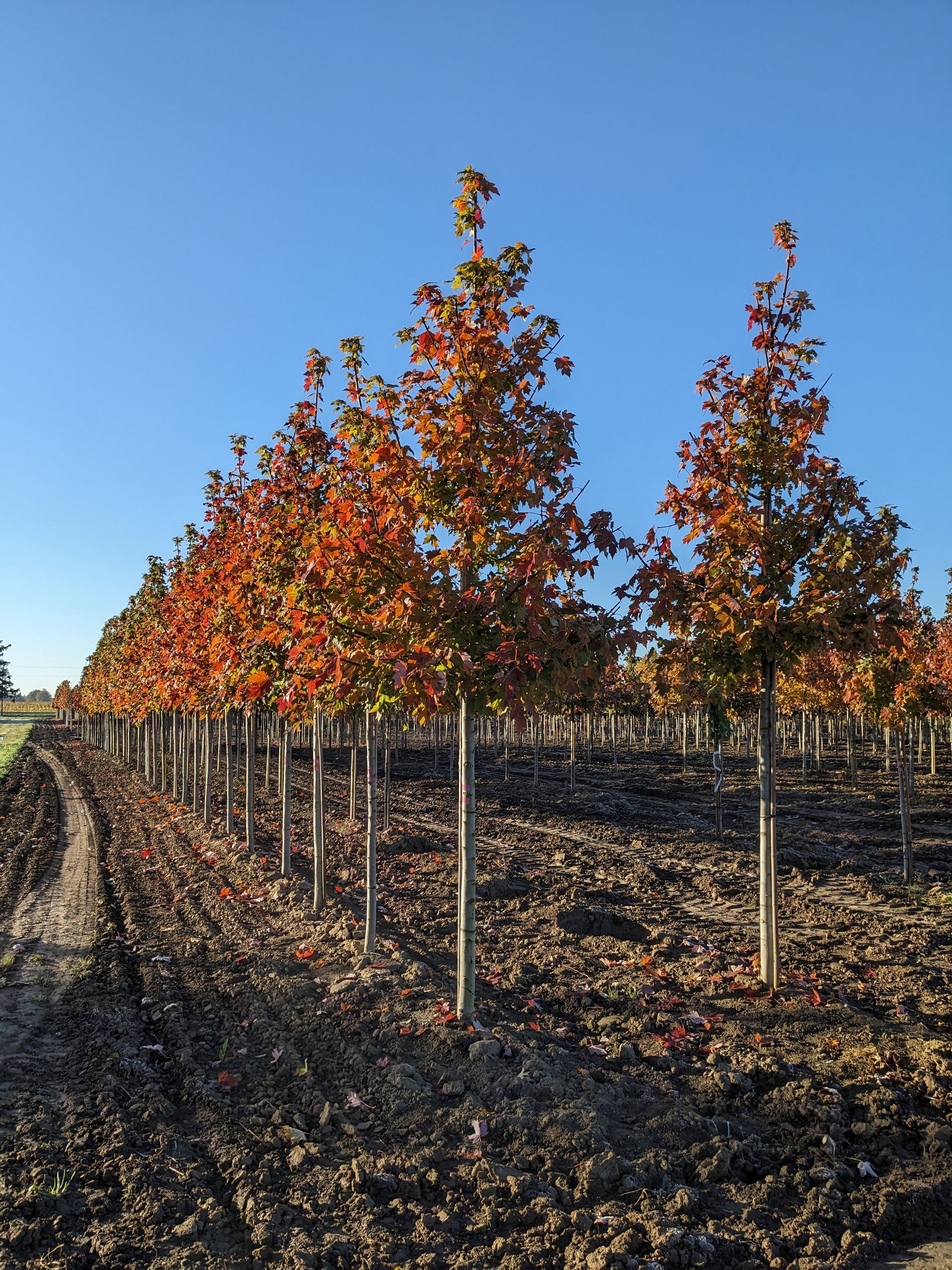 A row of trees with red leaves in a field