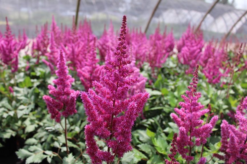 A bunch of purple flowers are growing in a greenhouse.
