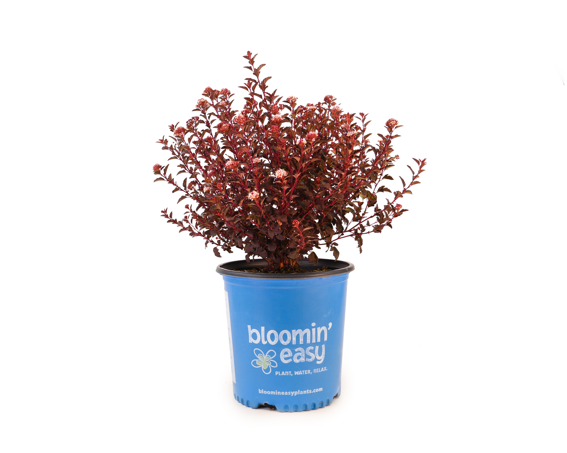 A plant in a blue pot that says bloomin ' easy