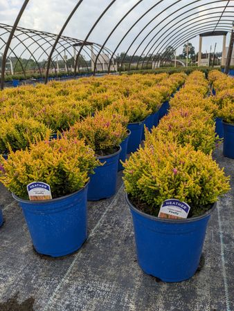 A greenhouse filled with lots of potted plants
