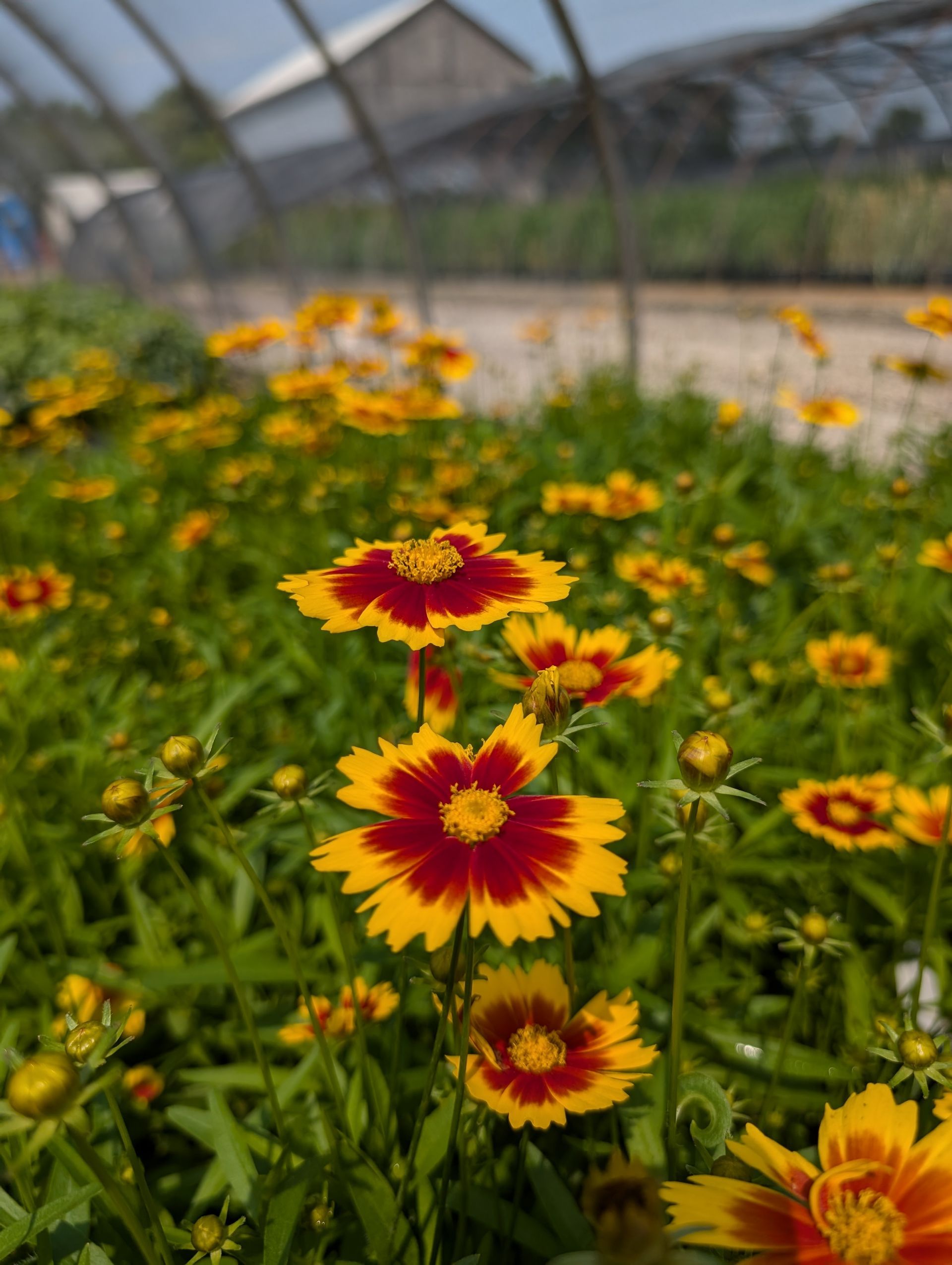 A field of yellow and red flowers growing in a greenhouse.