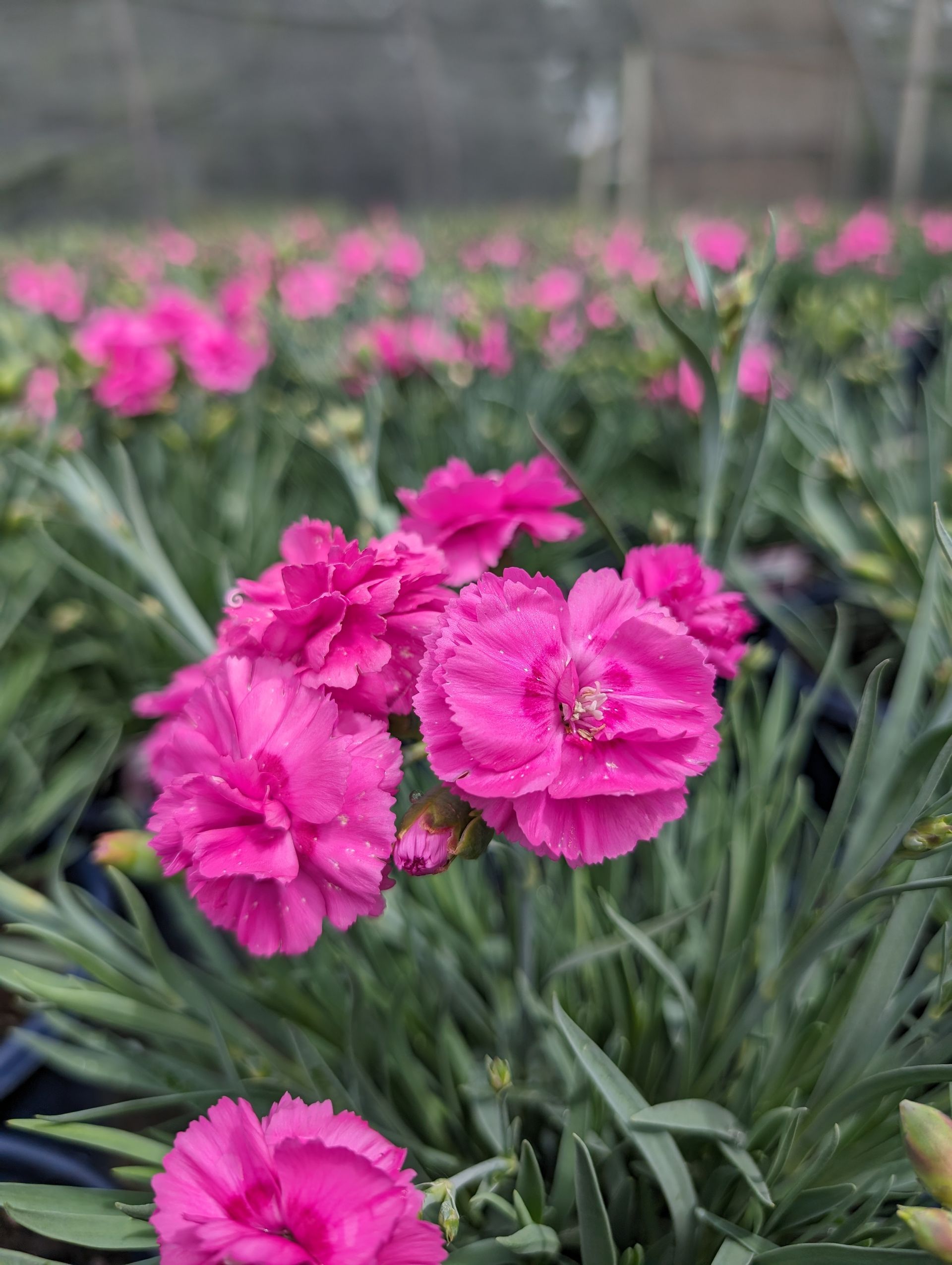 A bunch of pink flowers are growing in a garden.