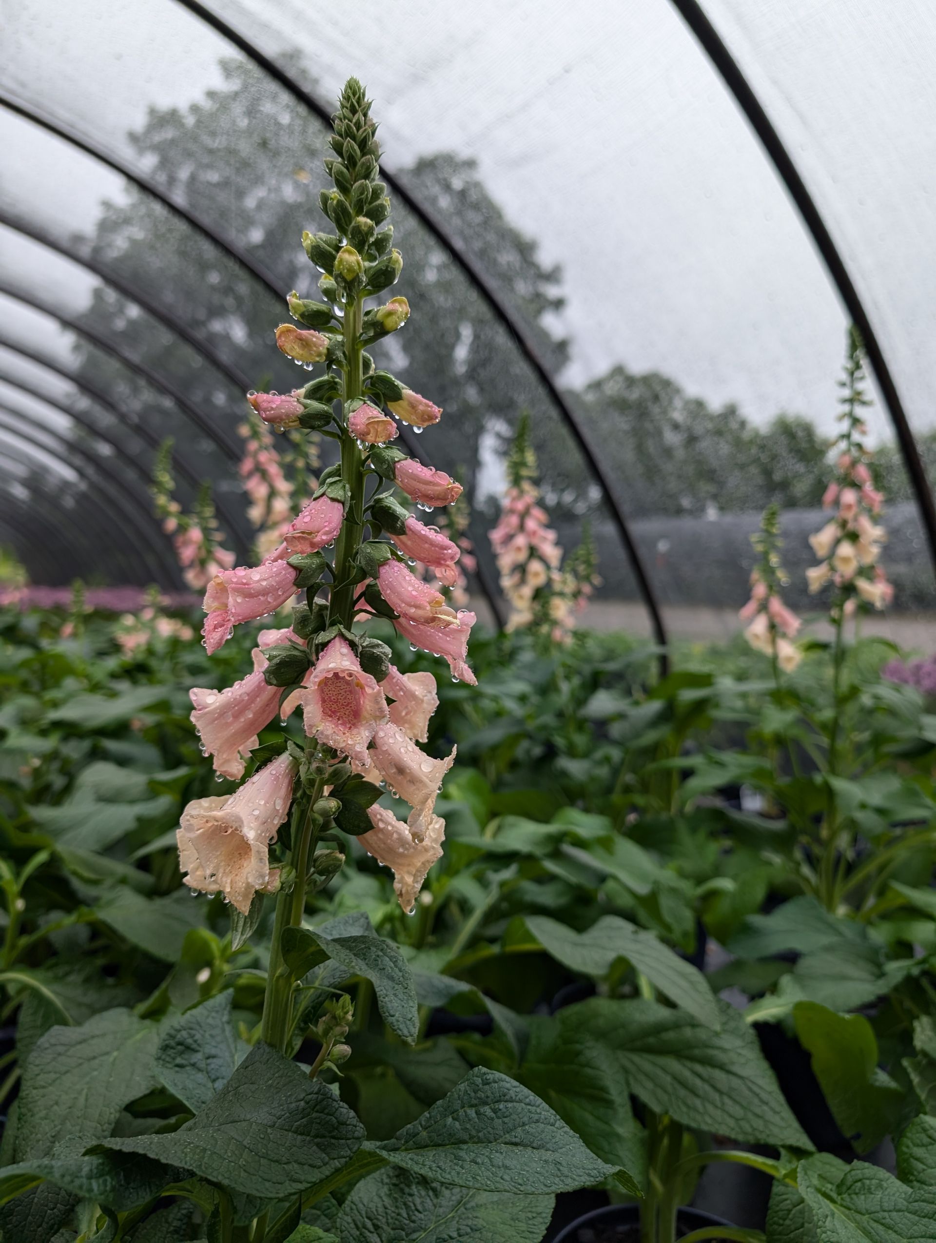 A bunch of pink flowers are growing in a greenhouse.