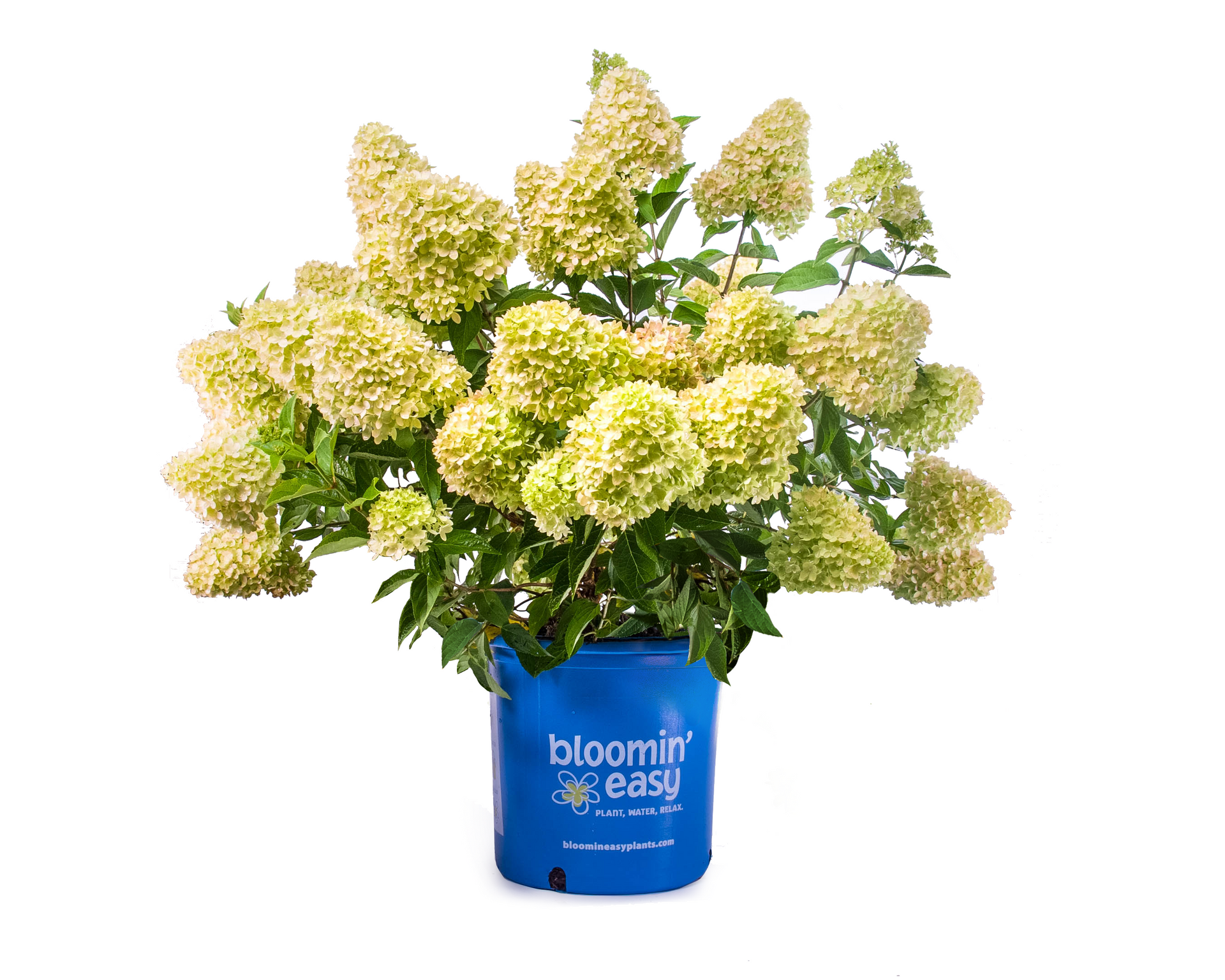 A blue potted plant with white flowers and green leaves on a white background.