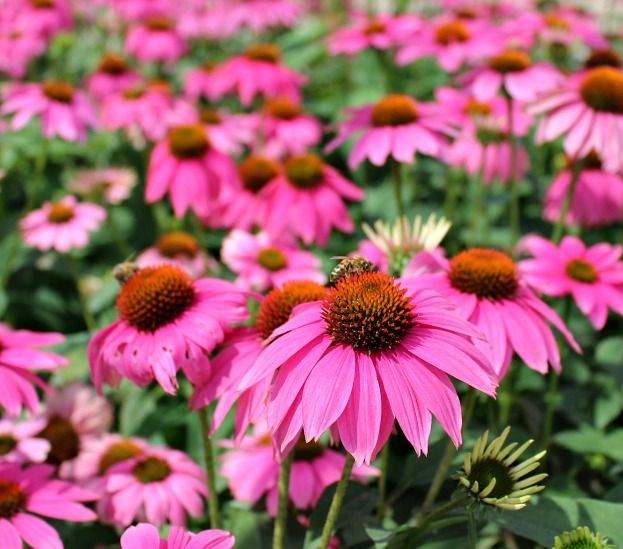 A field of pink flowers with green leaves